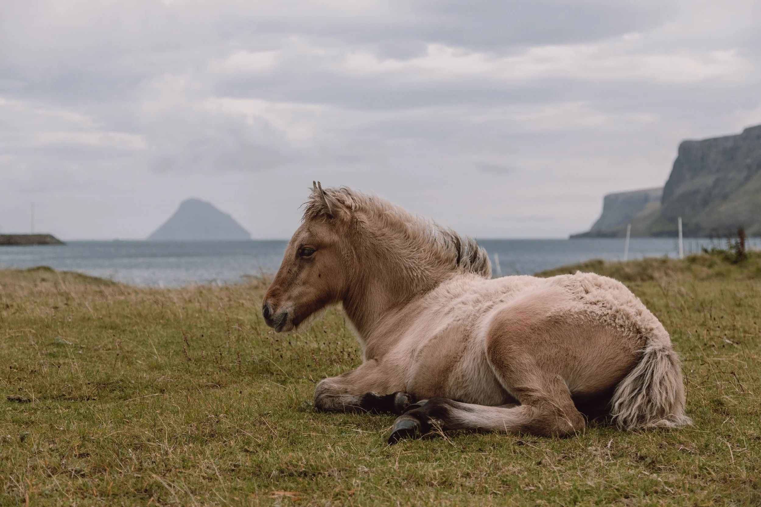 small light brown pony at Hvalba village with island in background Suduroy