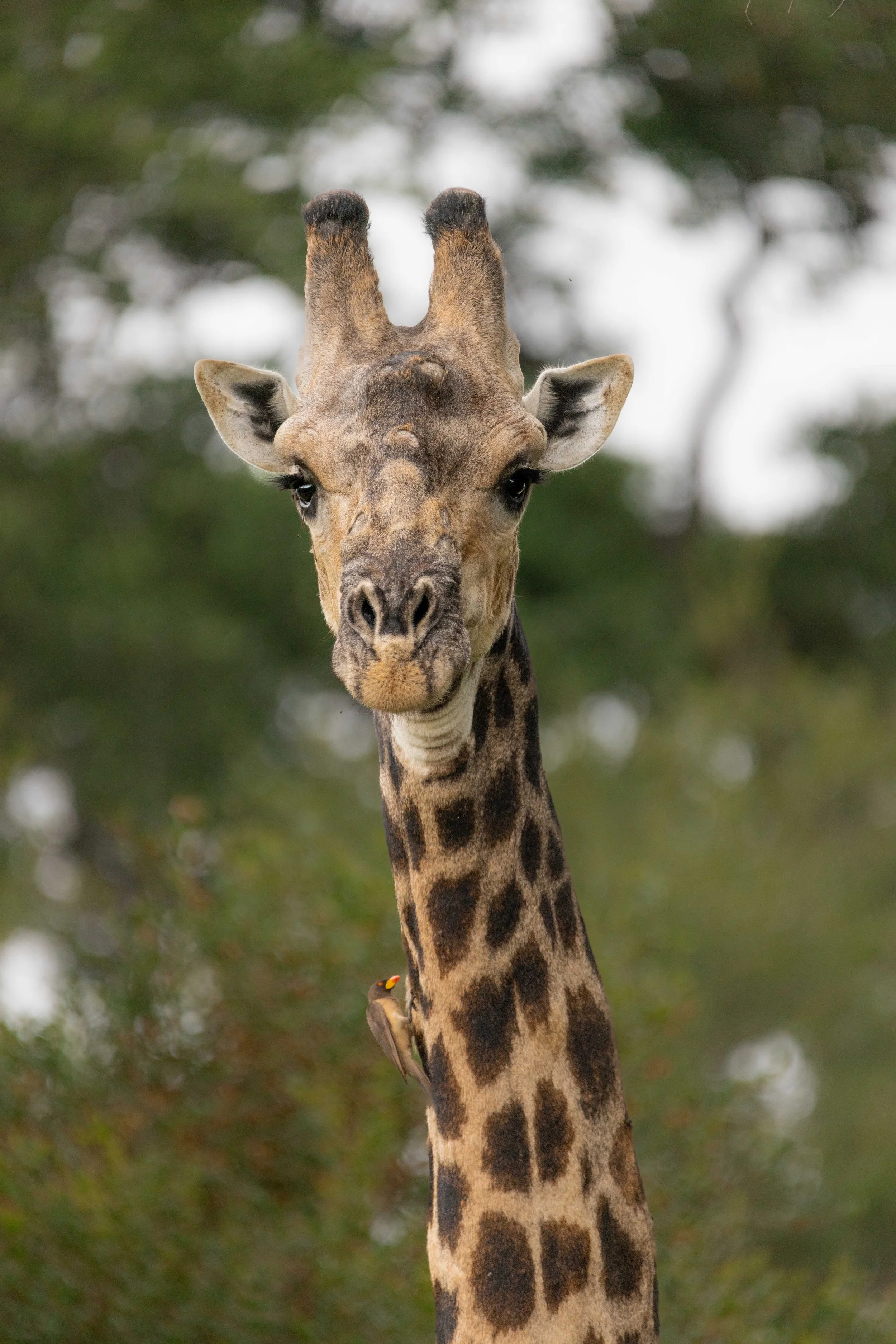 male giraffe looking at the camera with a small bird on its neck