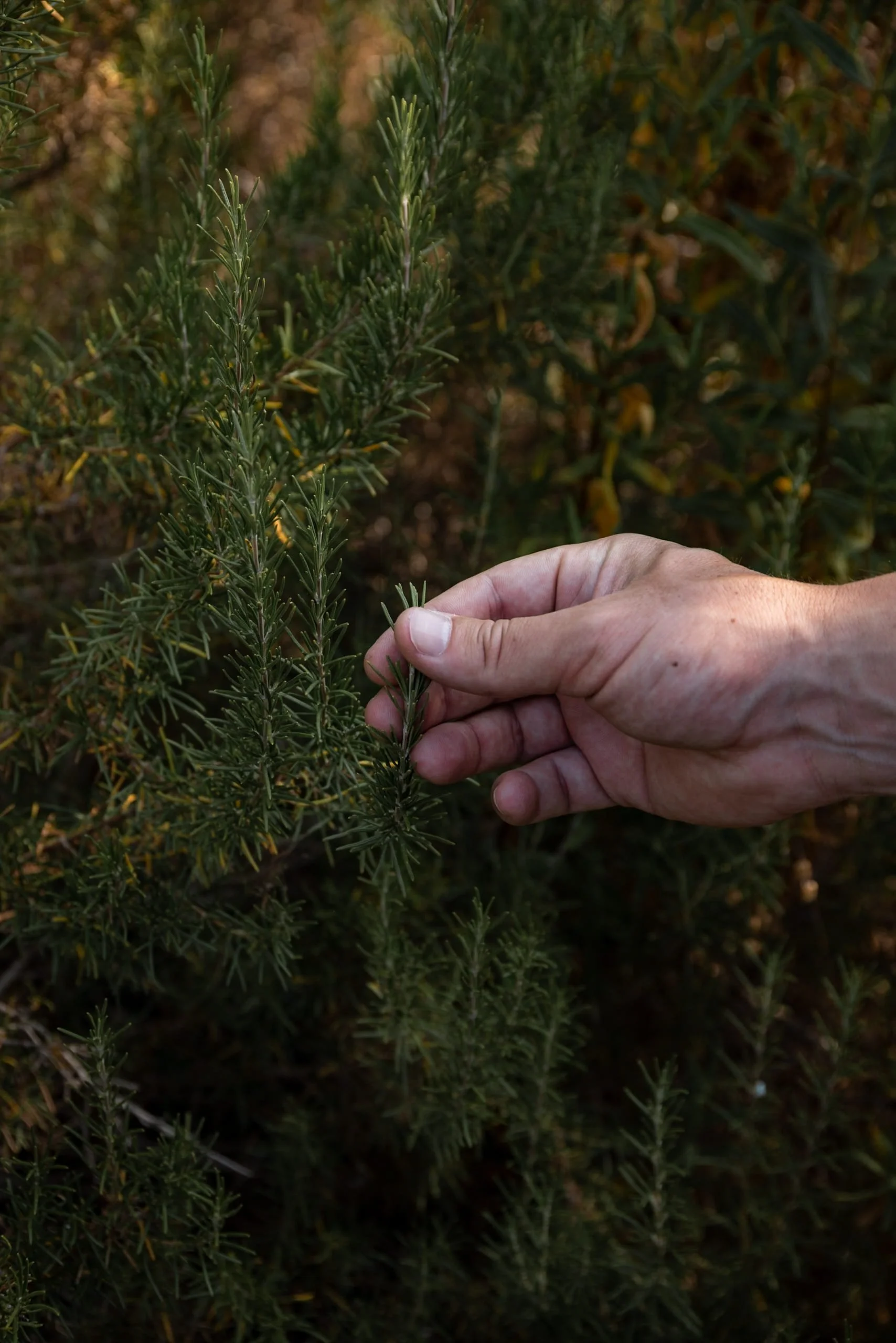 capo rosso wildlife and fauna rosemary
