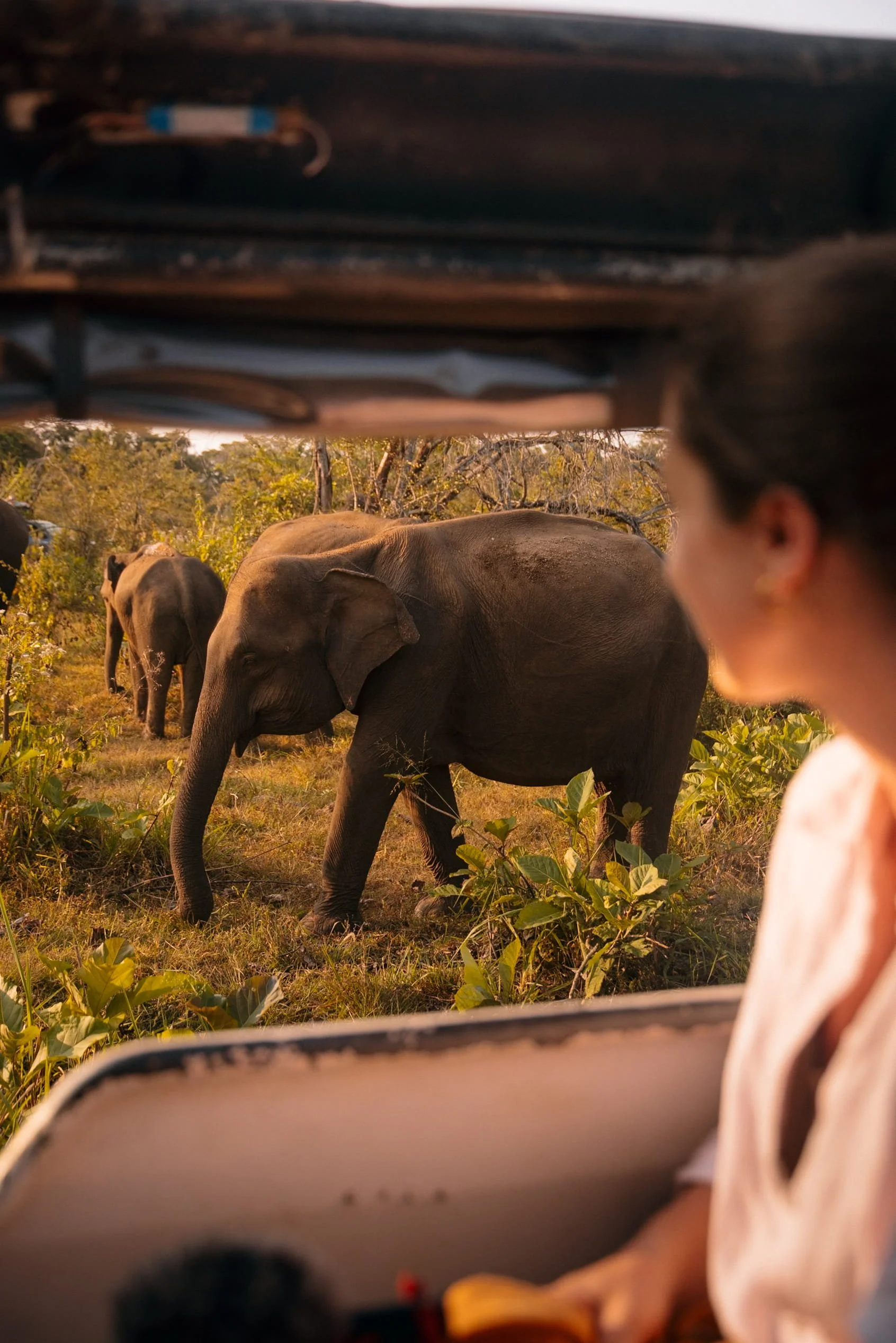 elephant safari in Huluru Eco Park Sigiriya