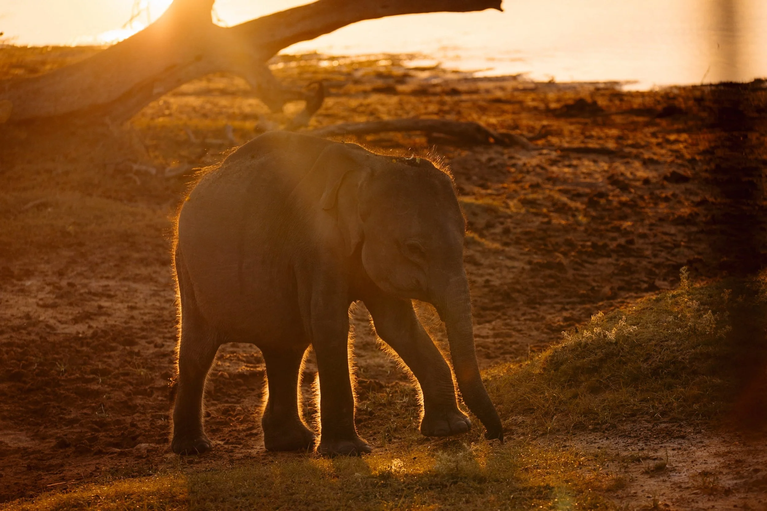 baby elephant at sunrise and hairs over body are illuminated by sun