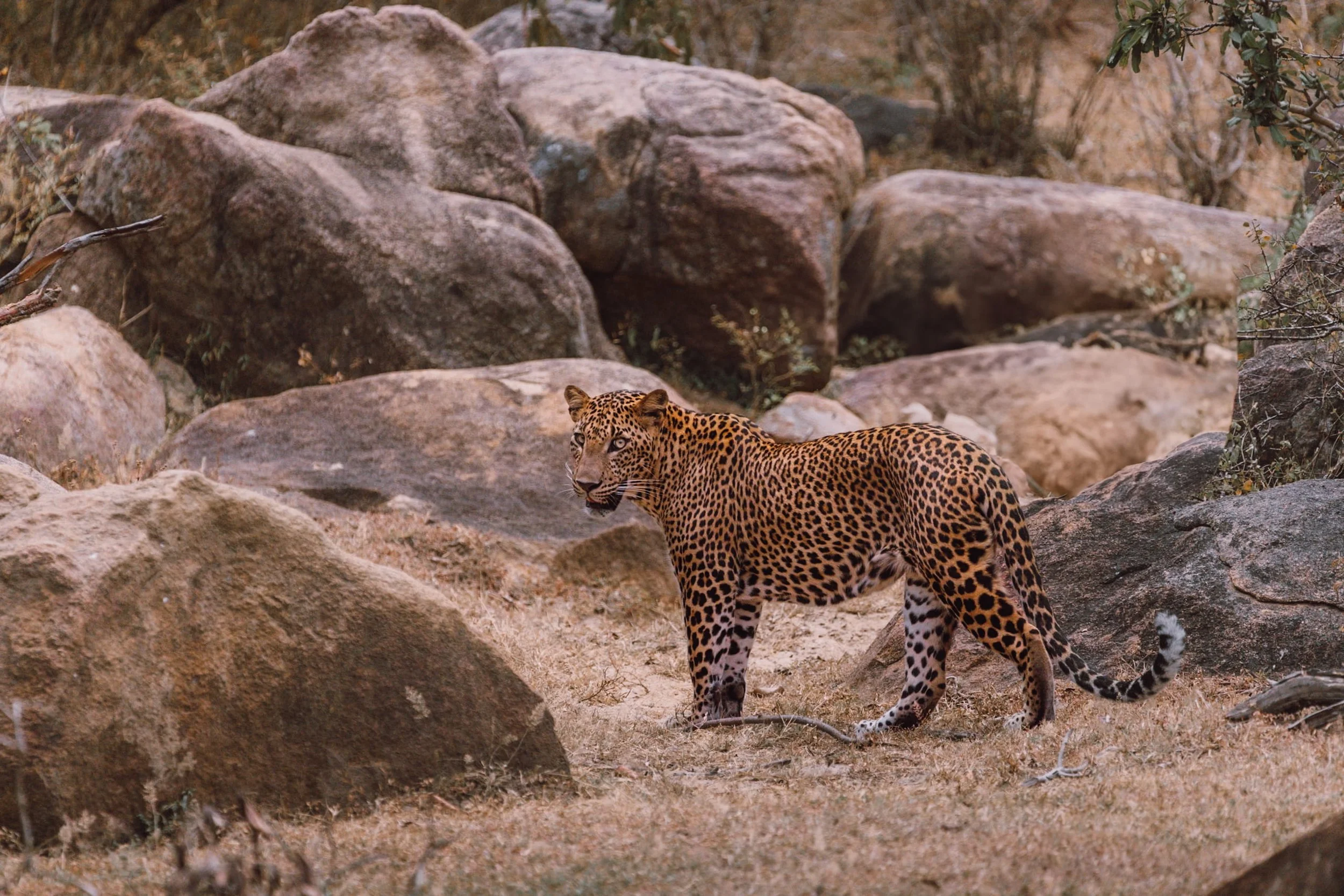 Leopard sighting in Yala National Park safari