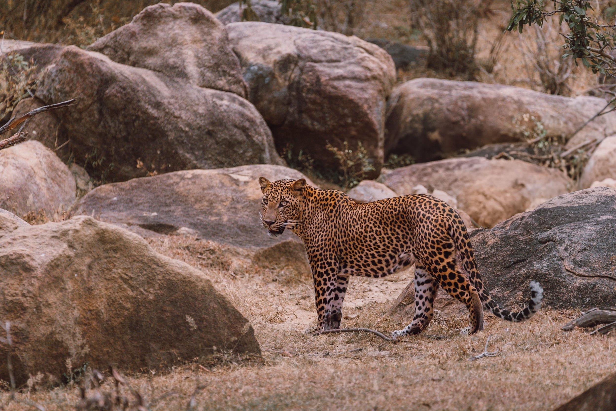 leopard facing camera surrounded by rocks in yala national park sri lanka