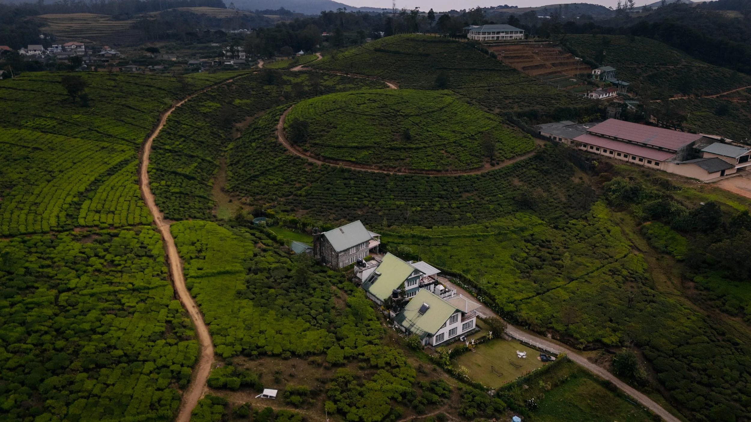 tea fields in Sri Lanka near Nuwara Eliya