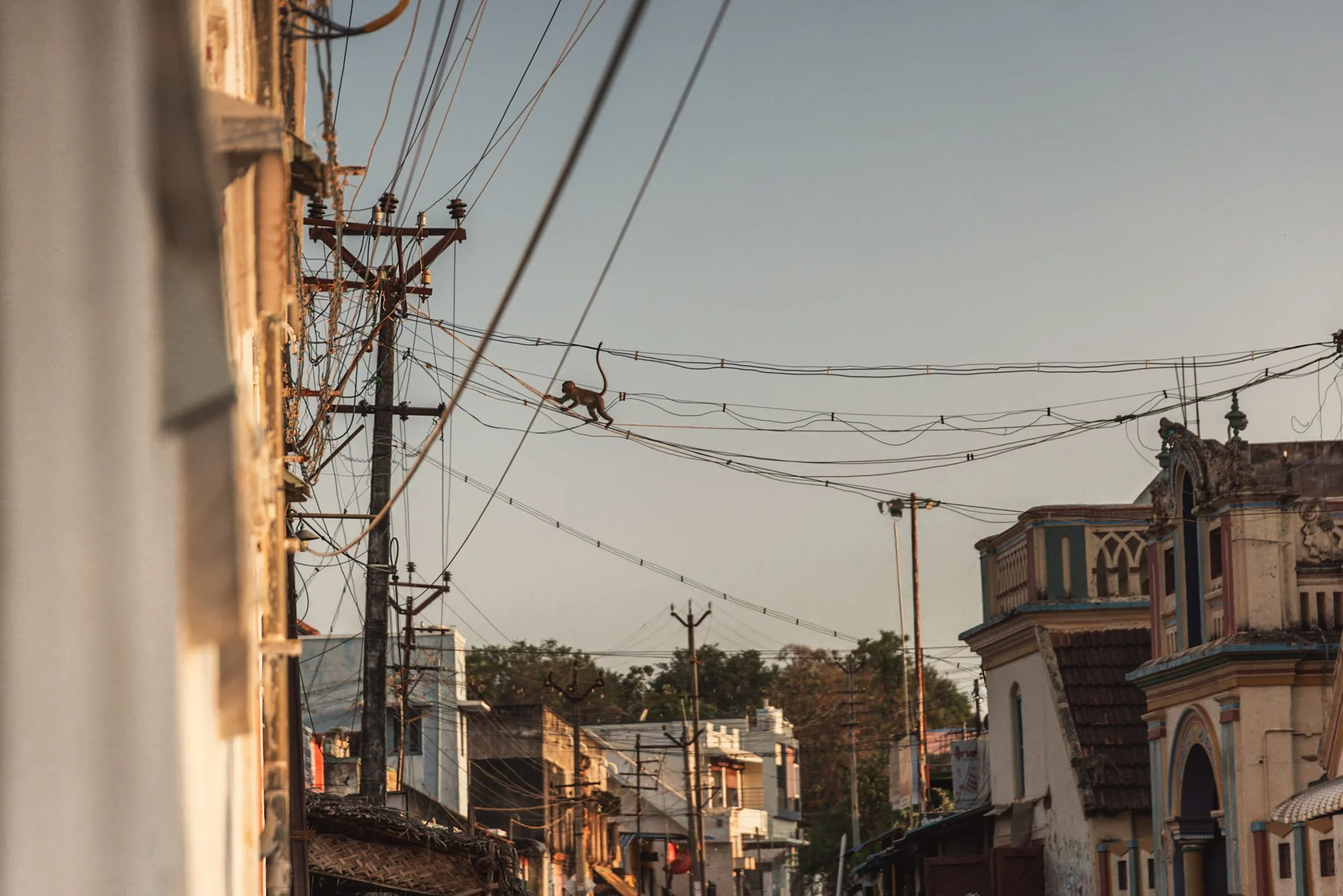 chettinad village monkey climbing across telephone lines in tamil nadu