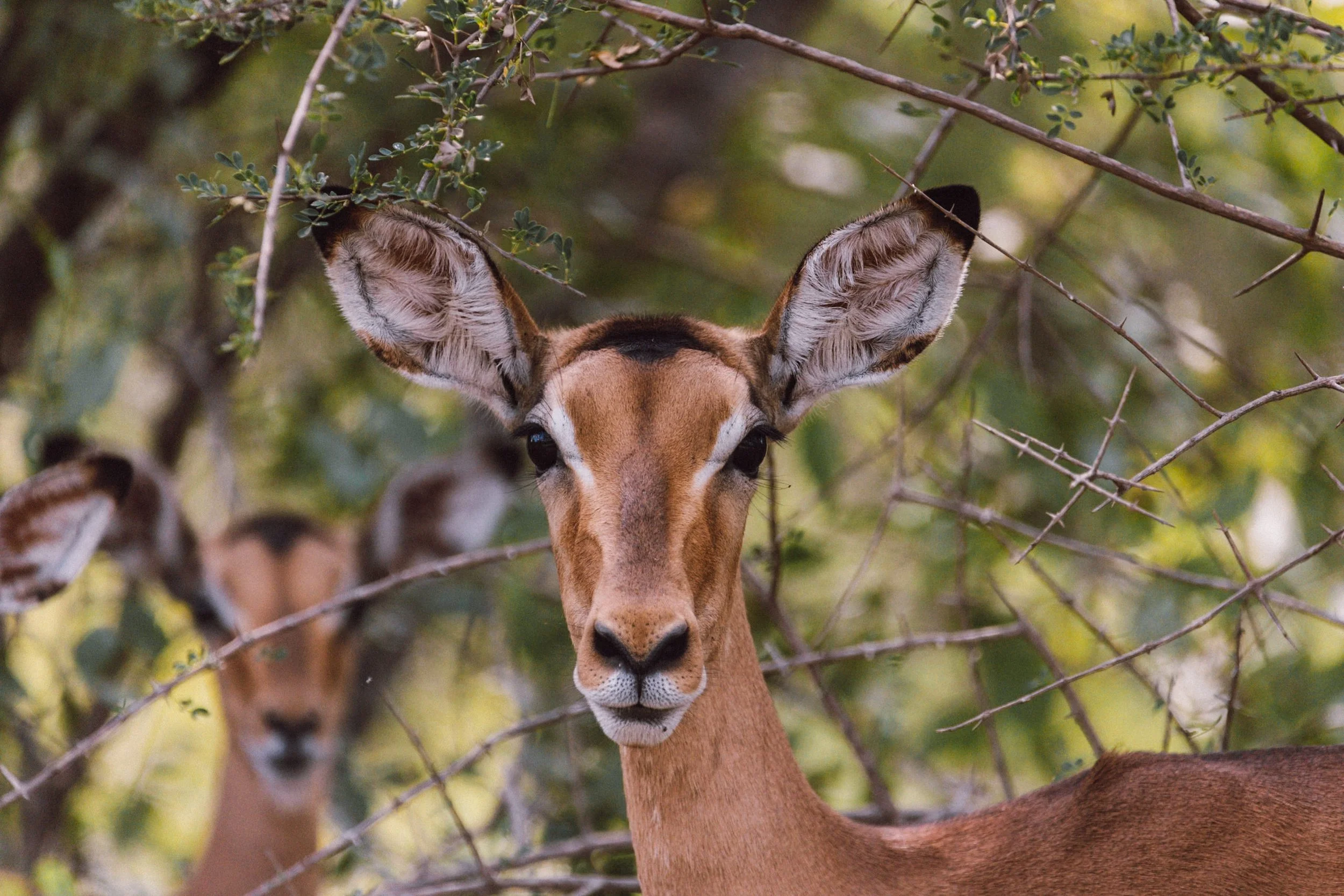 kruger national park south africa