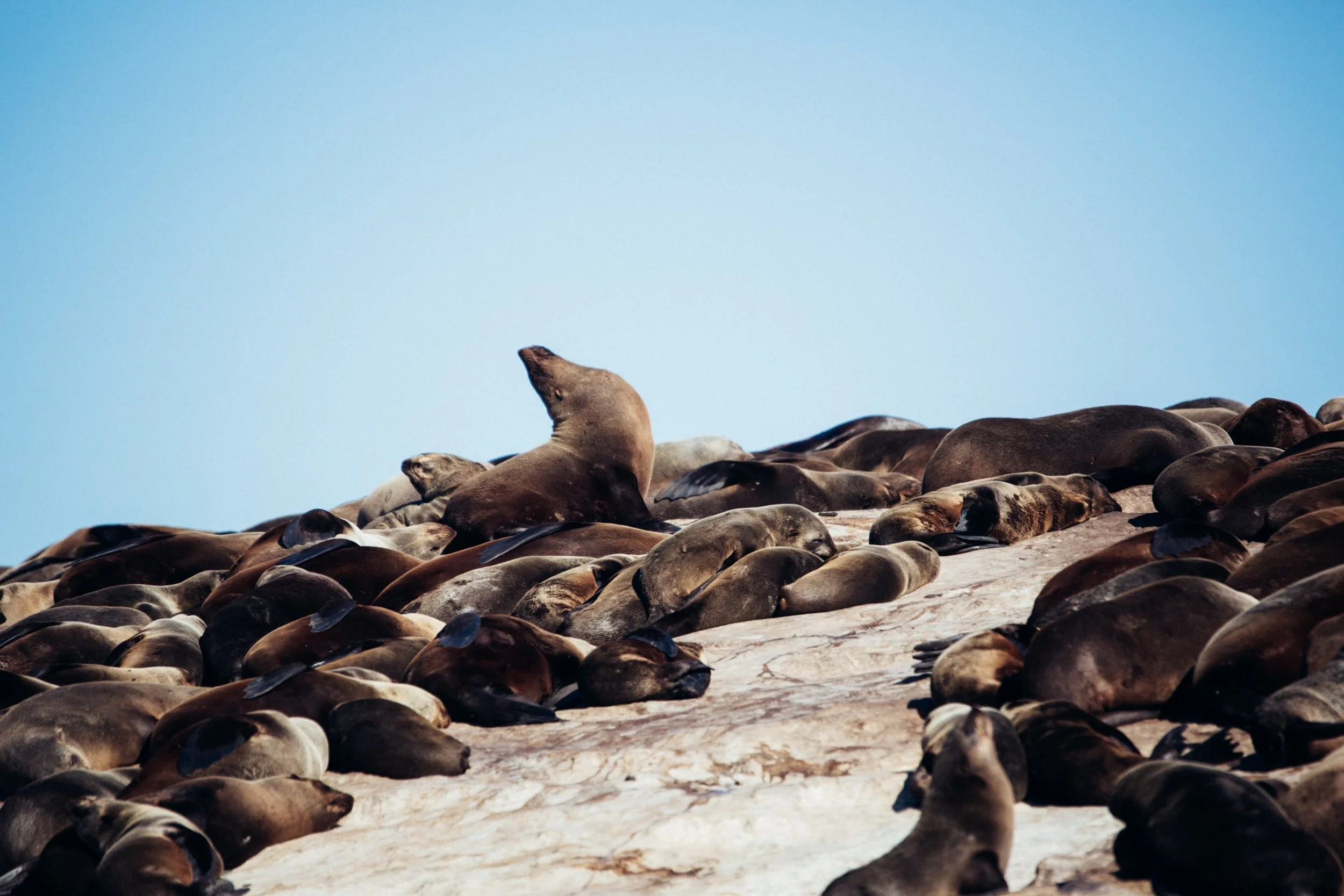 one seal pokes their head up surrounded by seal colony on seal island
