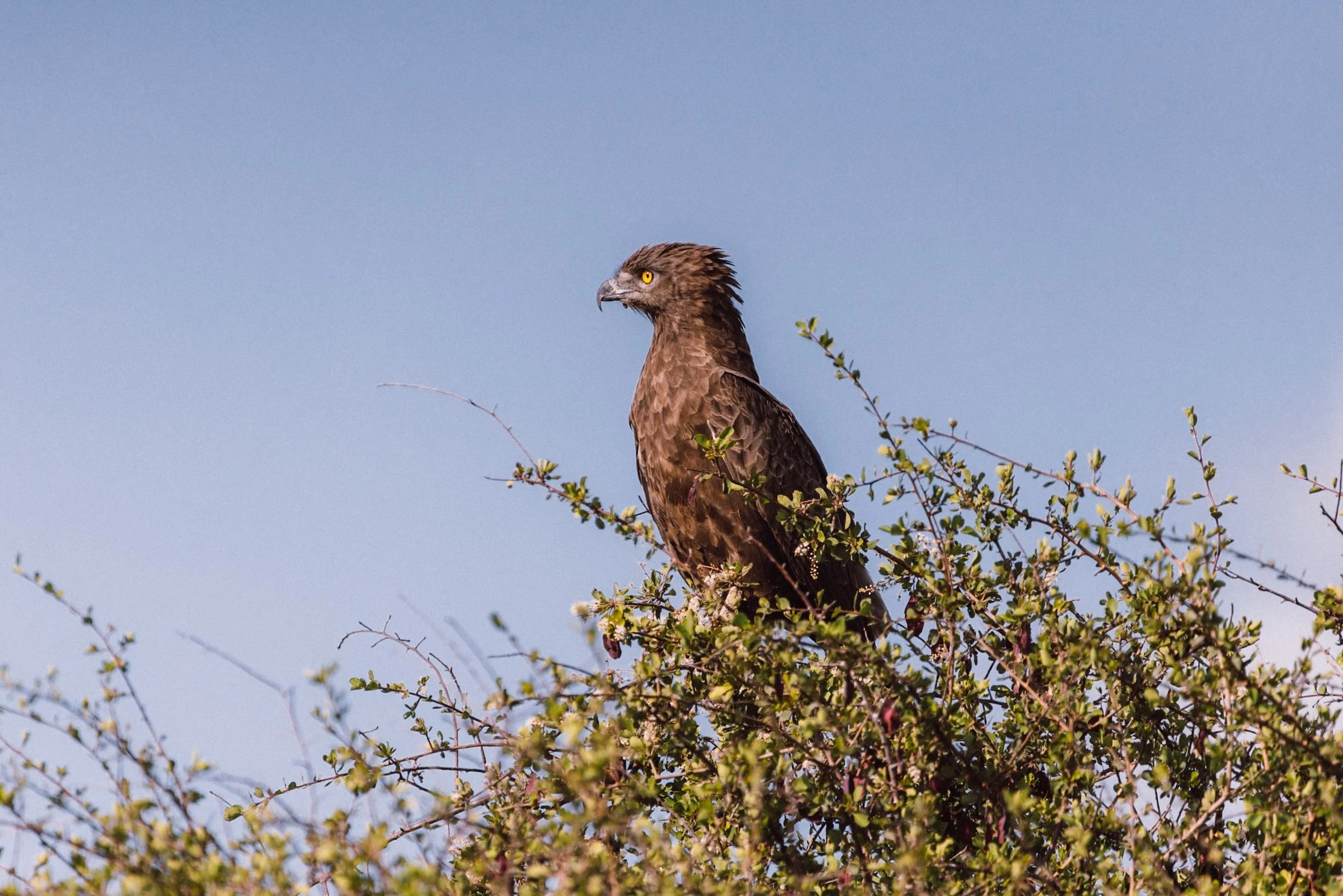 brown snake eagle sitting above tree top