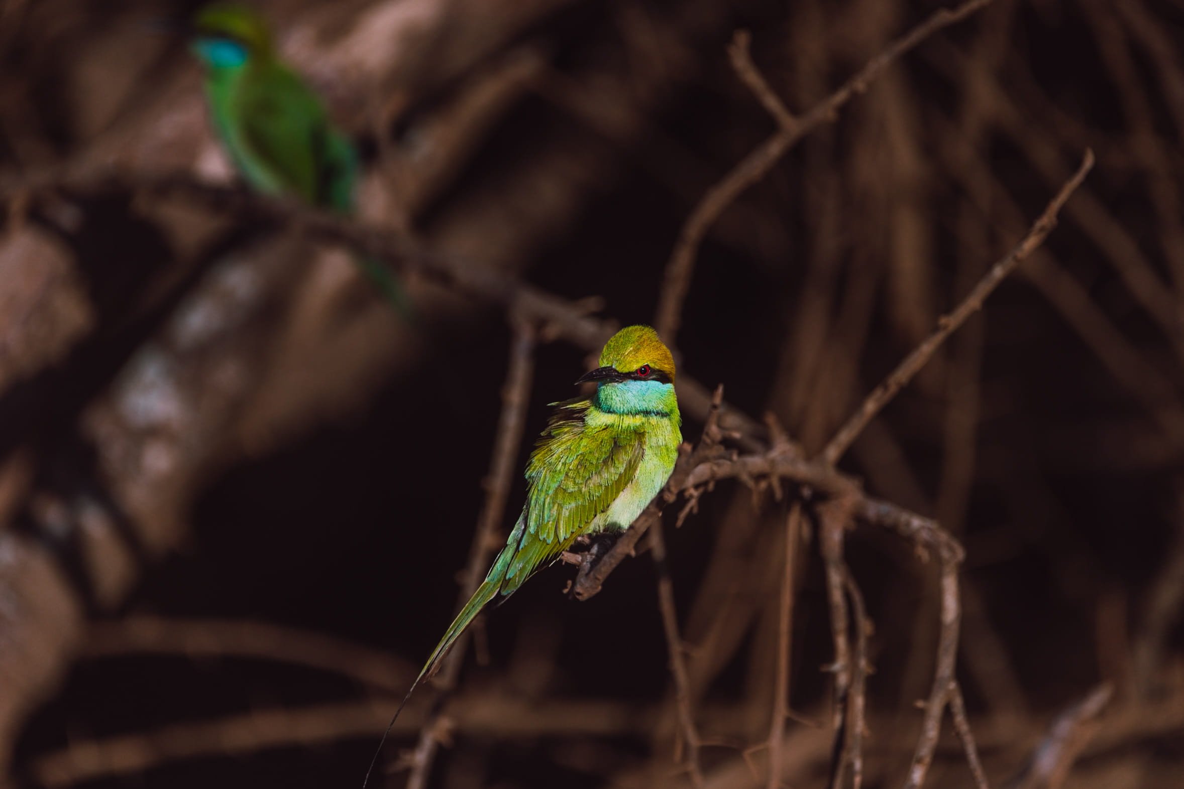 beeeater bird in yala national park