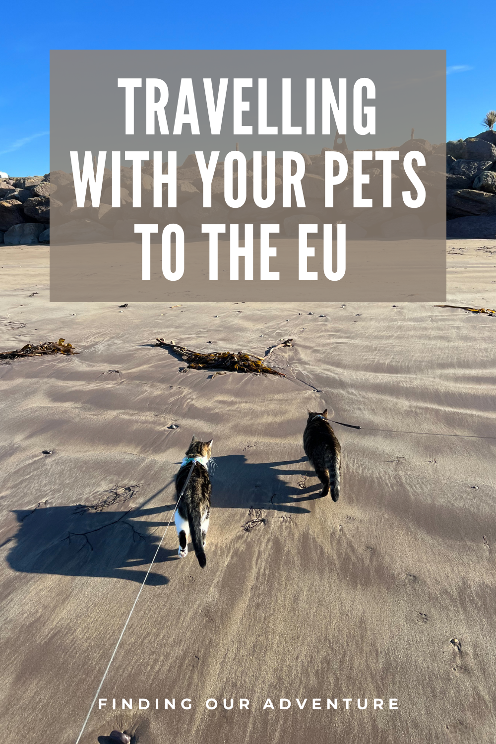 How to travel with your Cat from the UK to Ireland (EU) — Finding Our