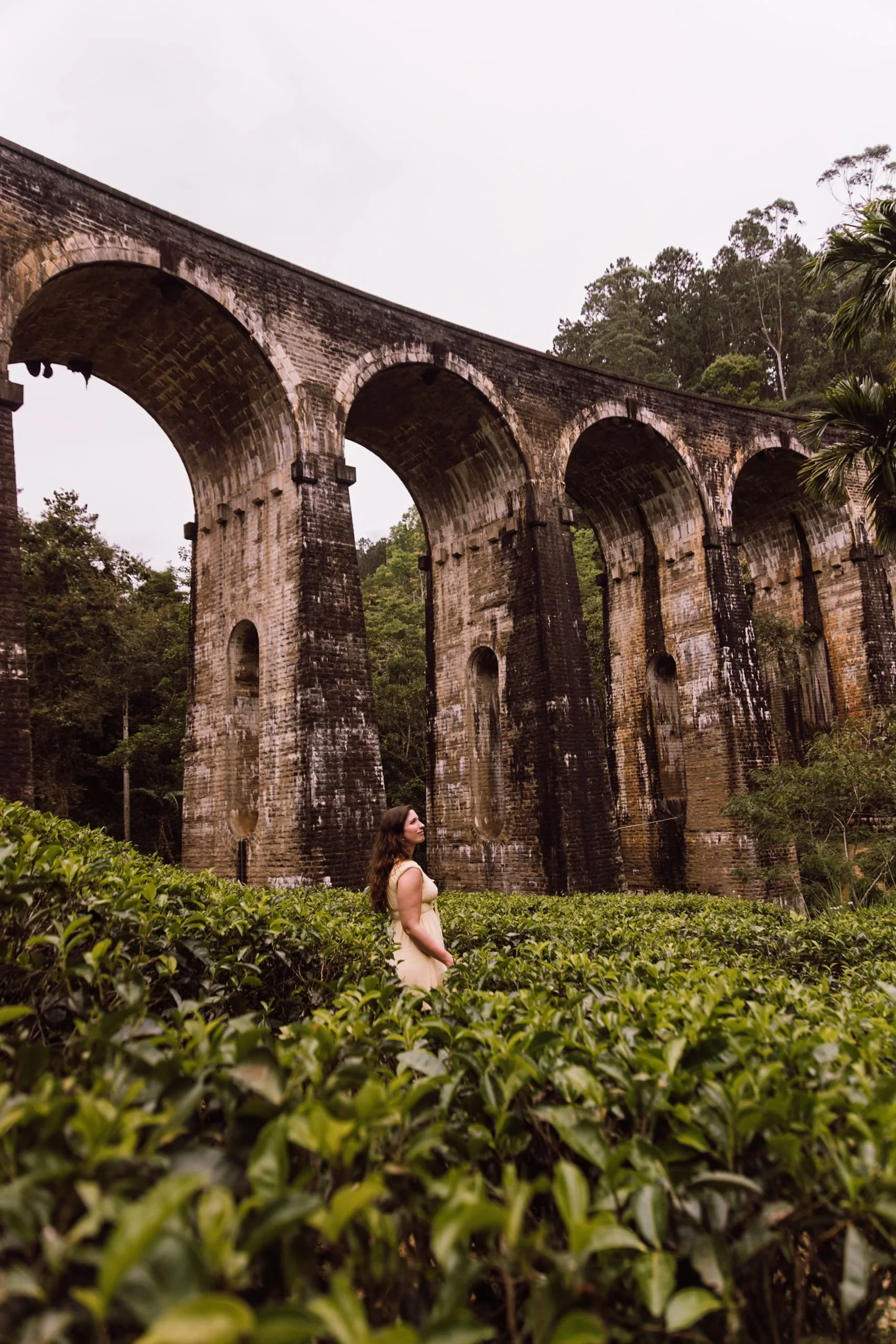 tea plantation at nine arches bridge in Ella
