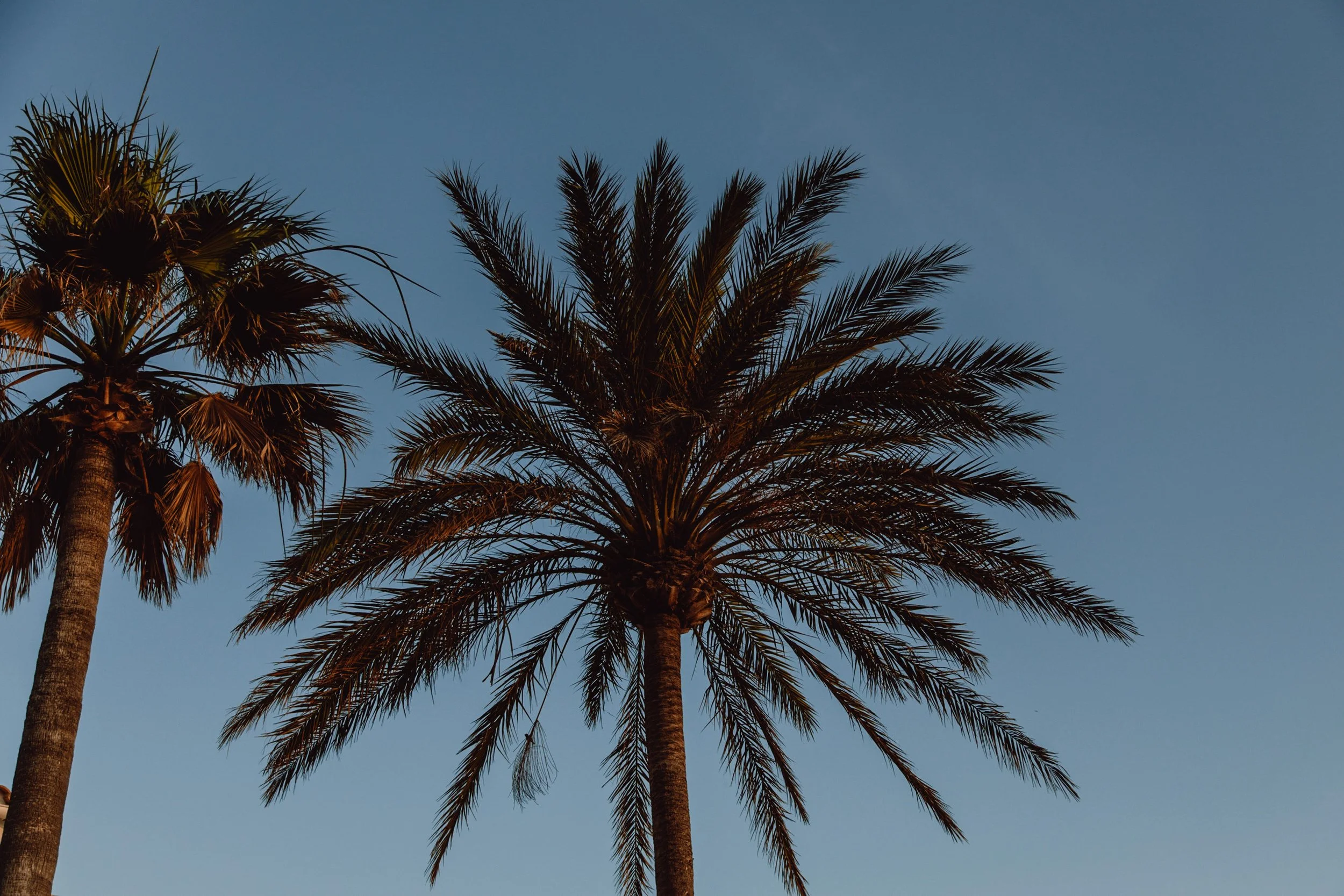campervan motorhome mallorca road trip intinerary  palm trees