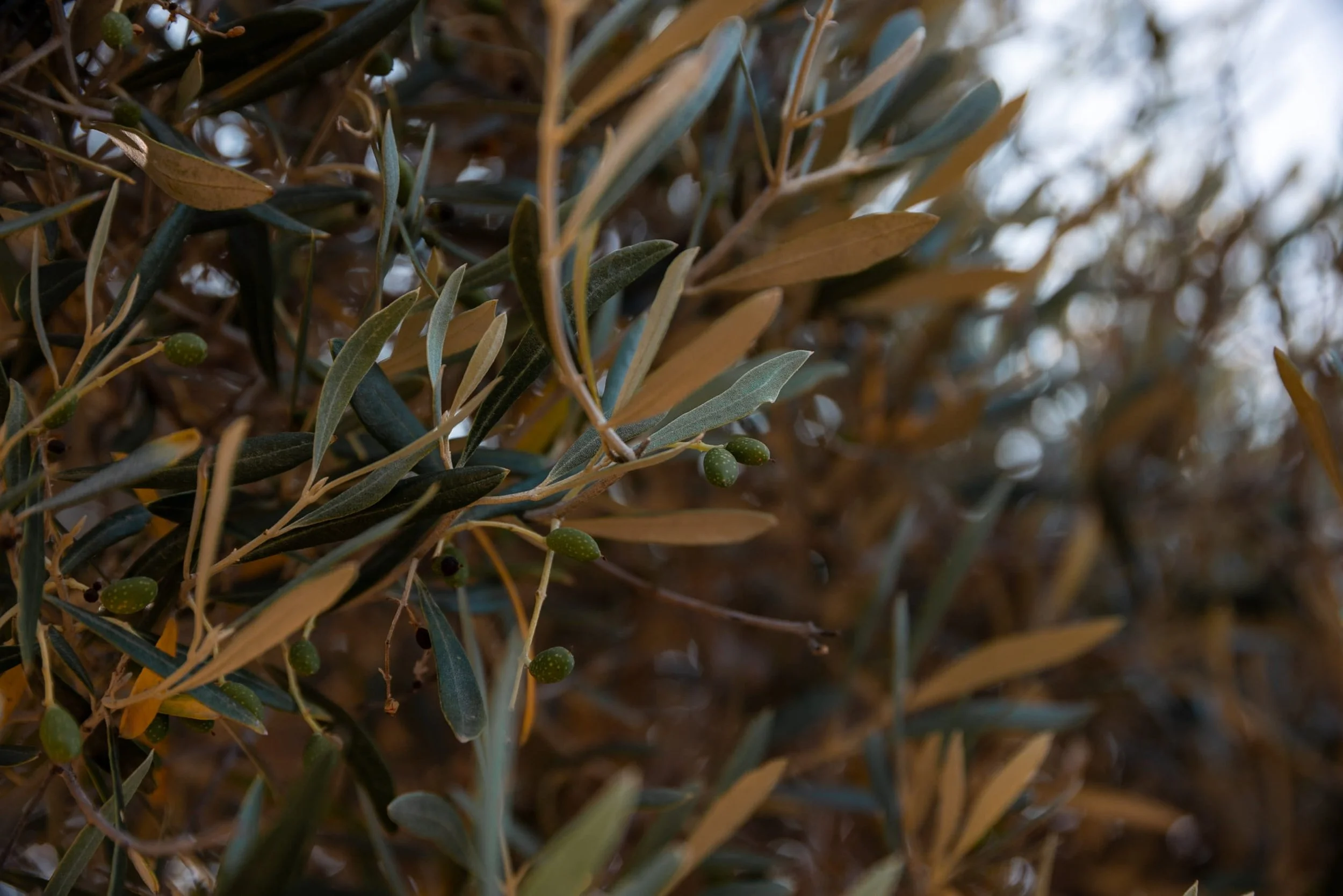 capo rosso olive tree