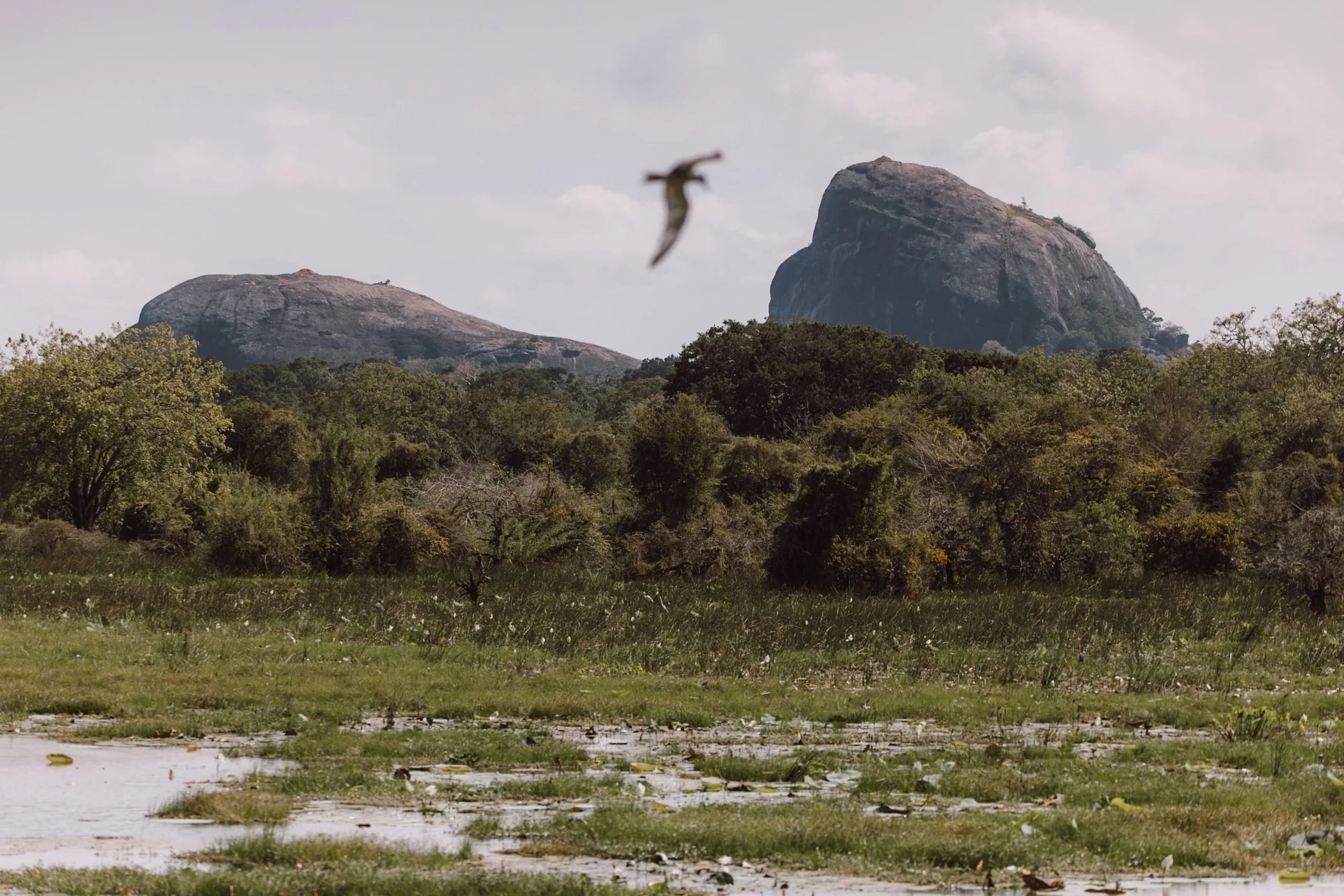 rocky outcrops in yala national park with watering hole full of birds