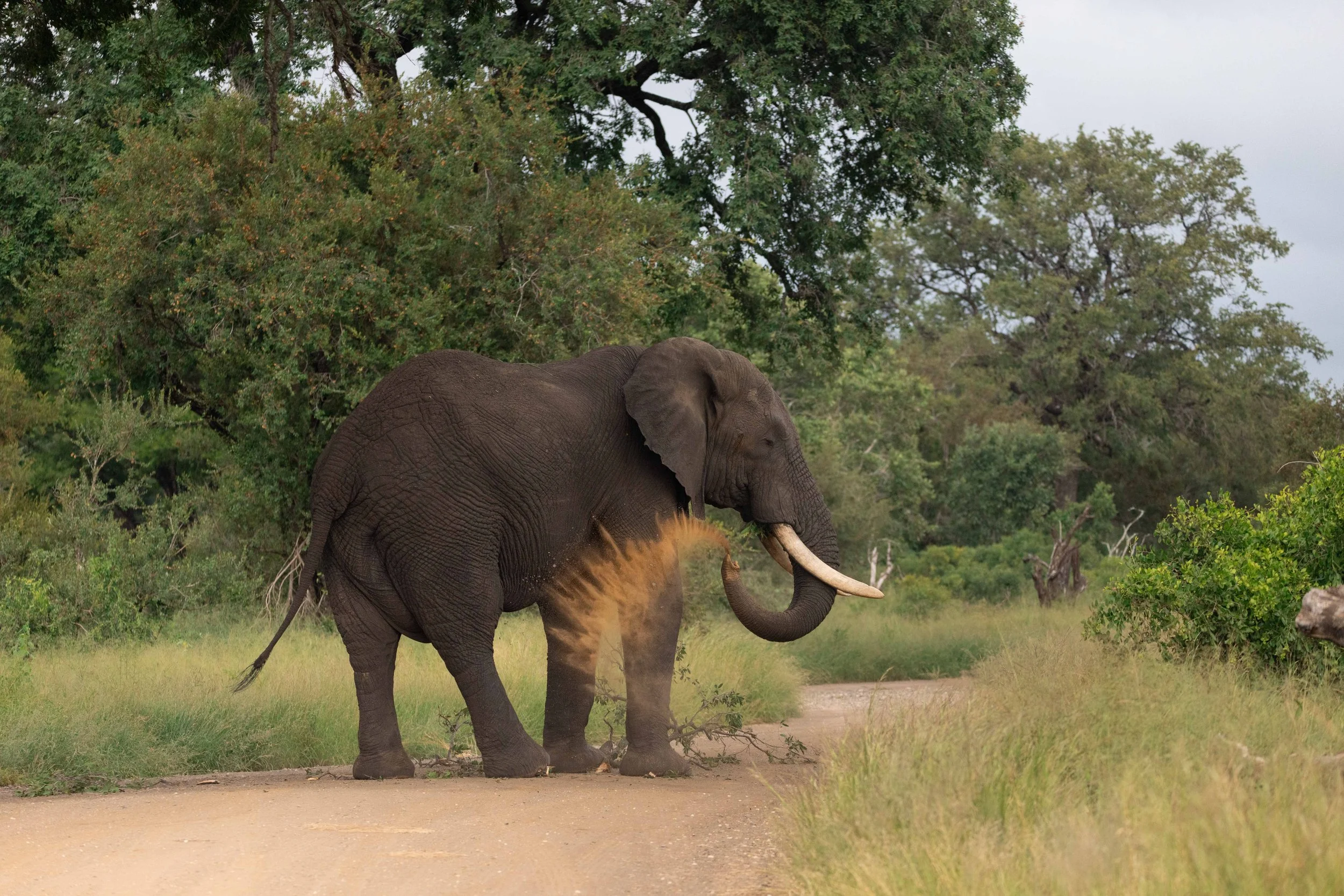 male elephant throwing dirt onto himself to stay cool