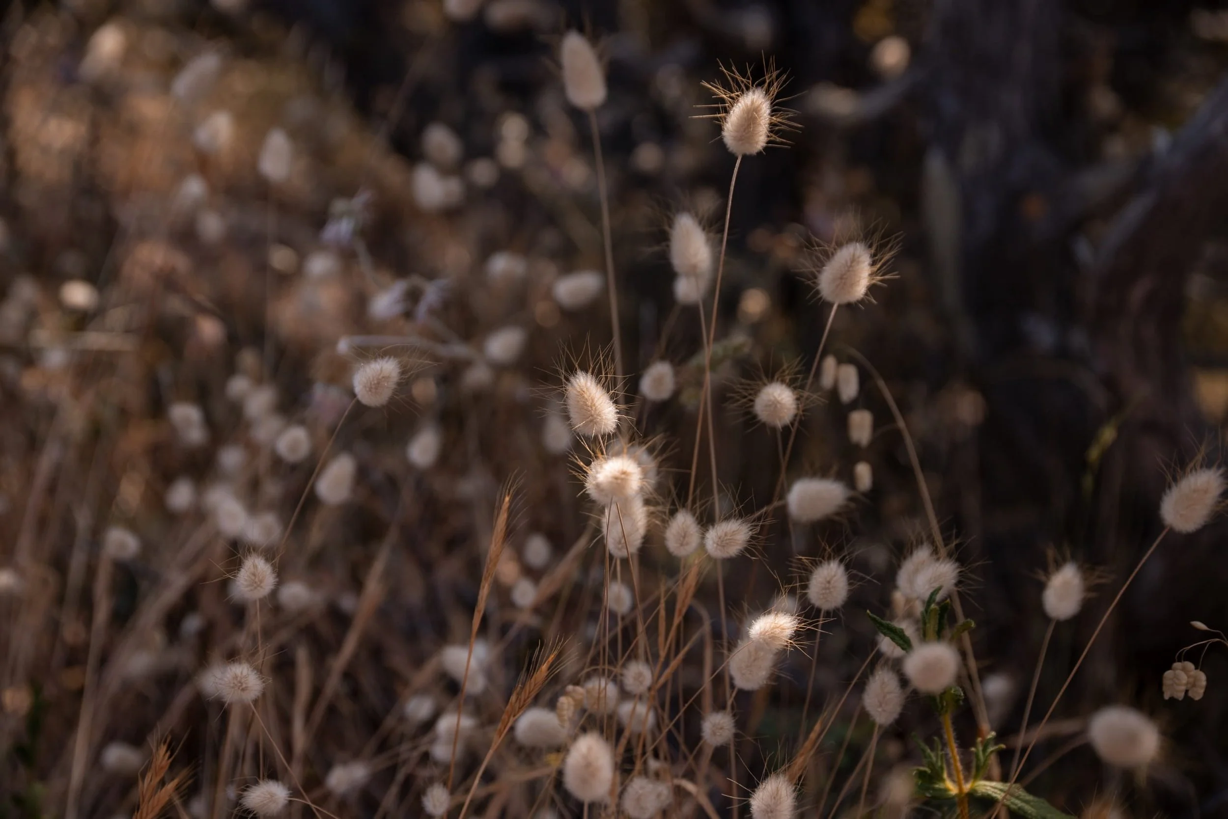 capo rosso wildlife and fauna