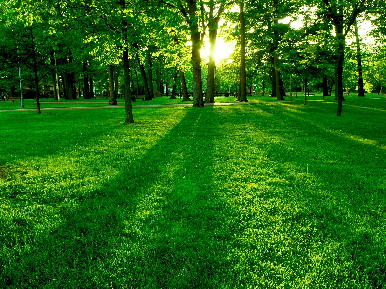 green walk.jpg