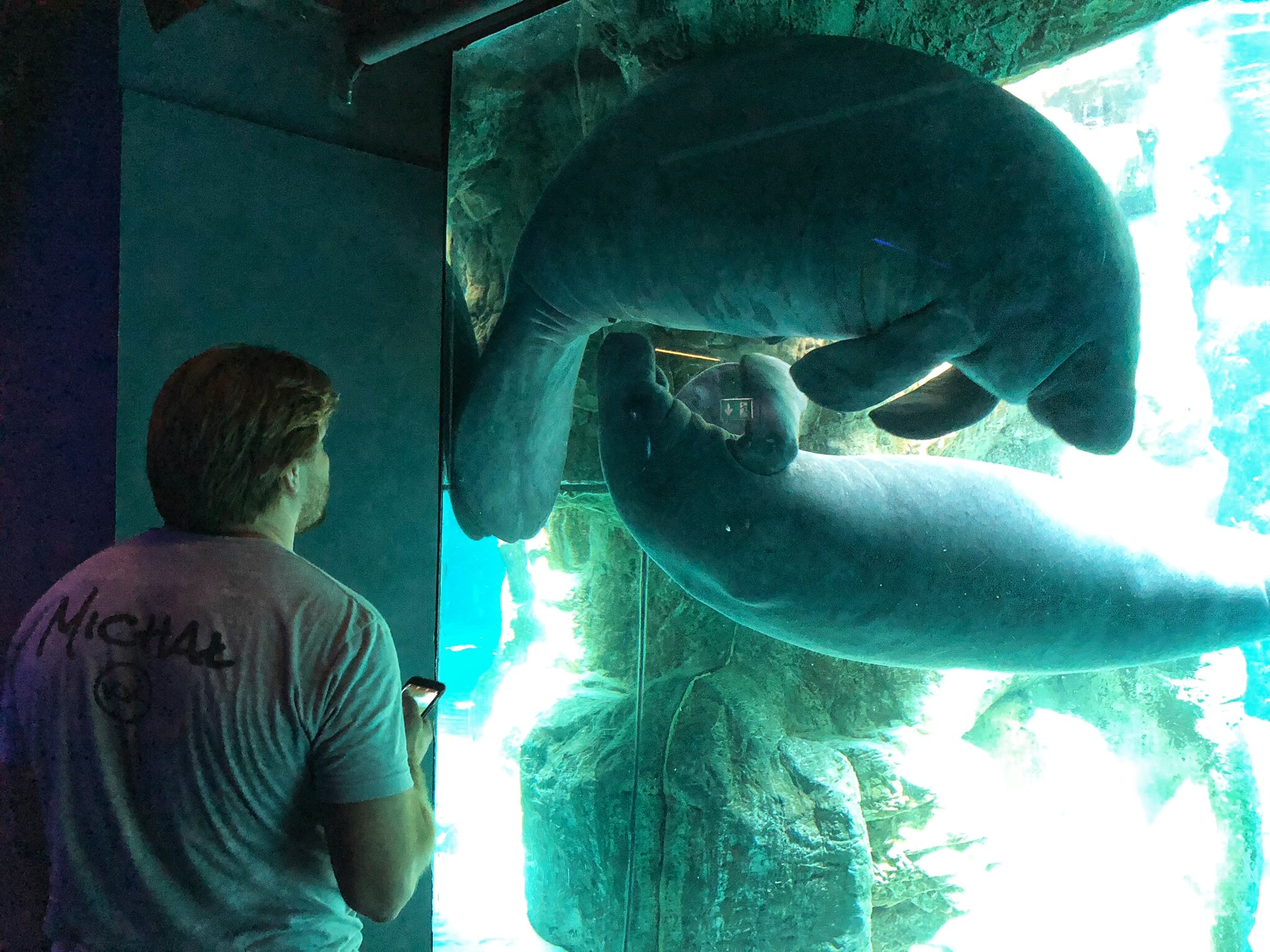 Michał checking out the manatees! 