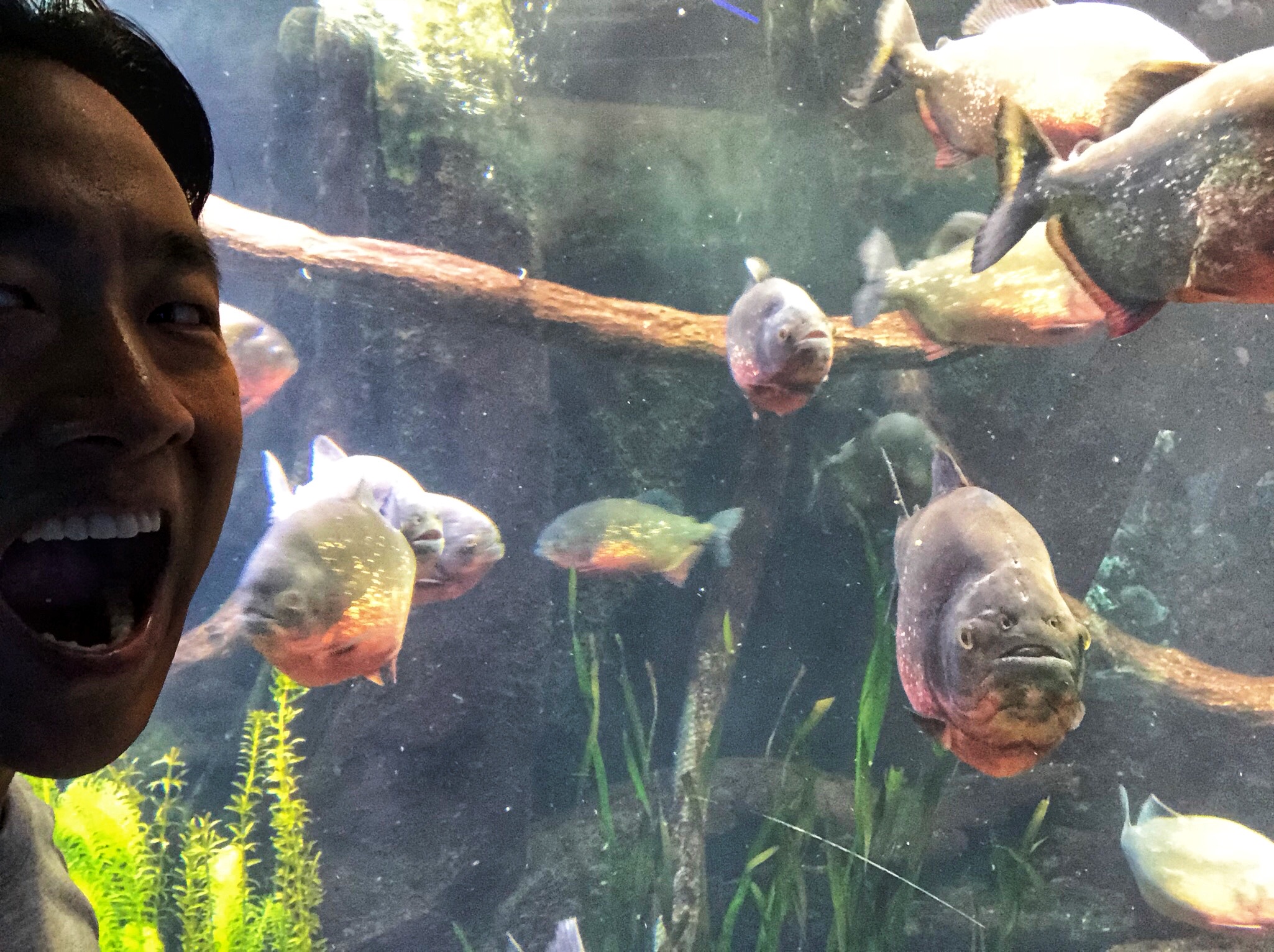 Keane's teeth are as sharp as the piranhas'! 