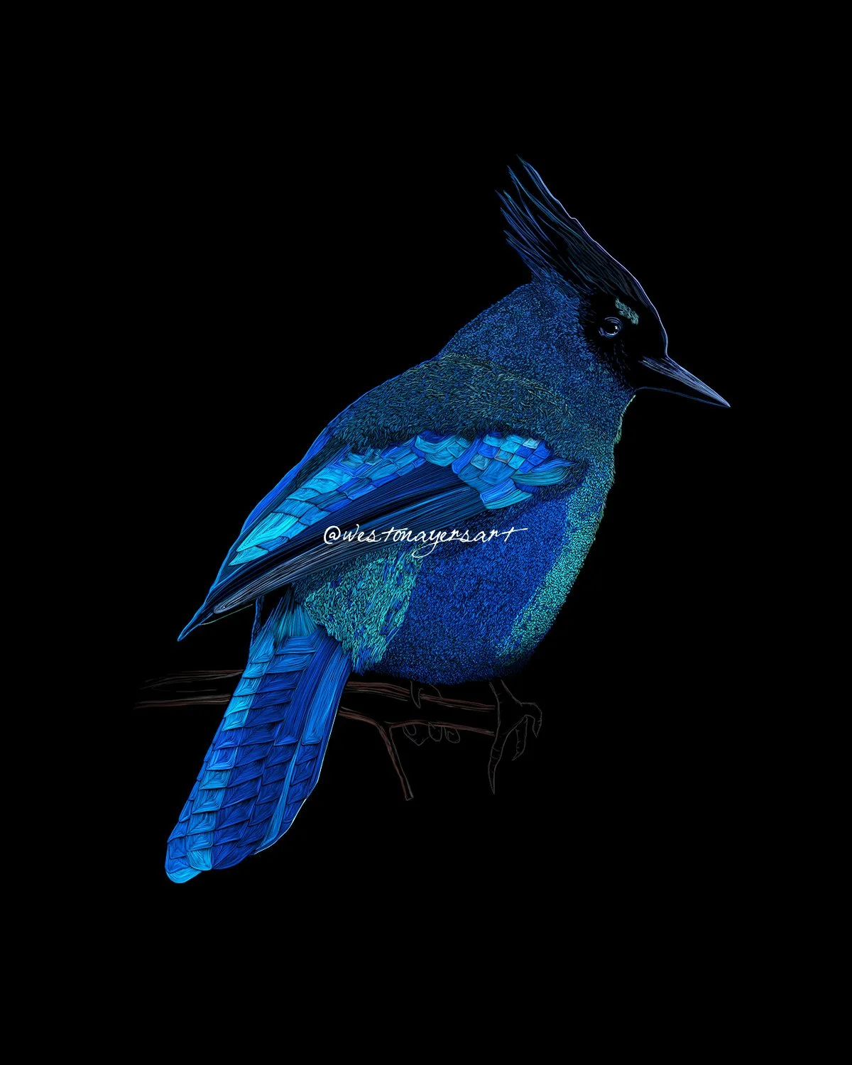 Stellar Jay Weston Ayers Art Art of Atlas low rez.jpg
