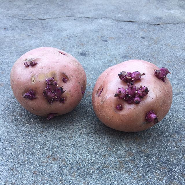 Sometimes #sprouted #produce appears just begging to be planted. I took these #potatoes out back to divide the eyes 👀 and read that it made for healthier plants if you let the cut pieces dry for a day in a bag of soil, so here's my attempt! 😂 I lov