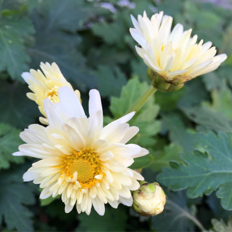 Ju-Hua Chrysanthemum Morifolium) — Garden Theory