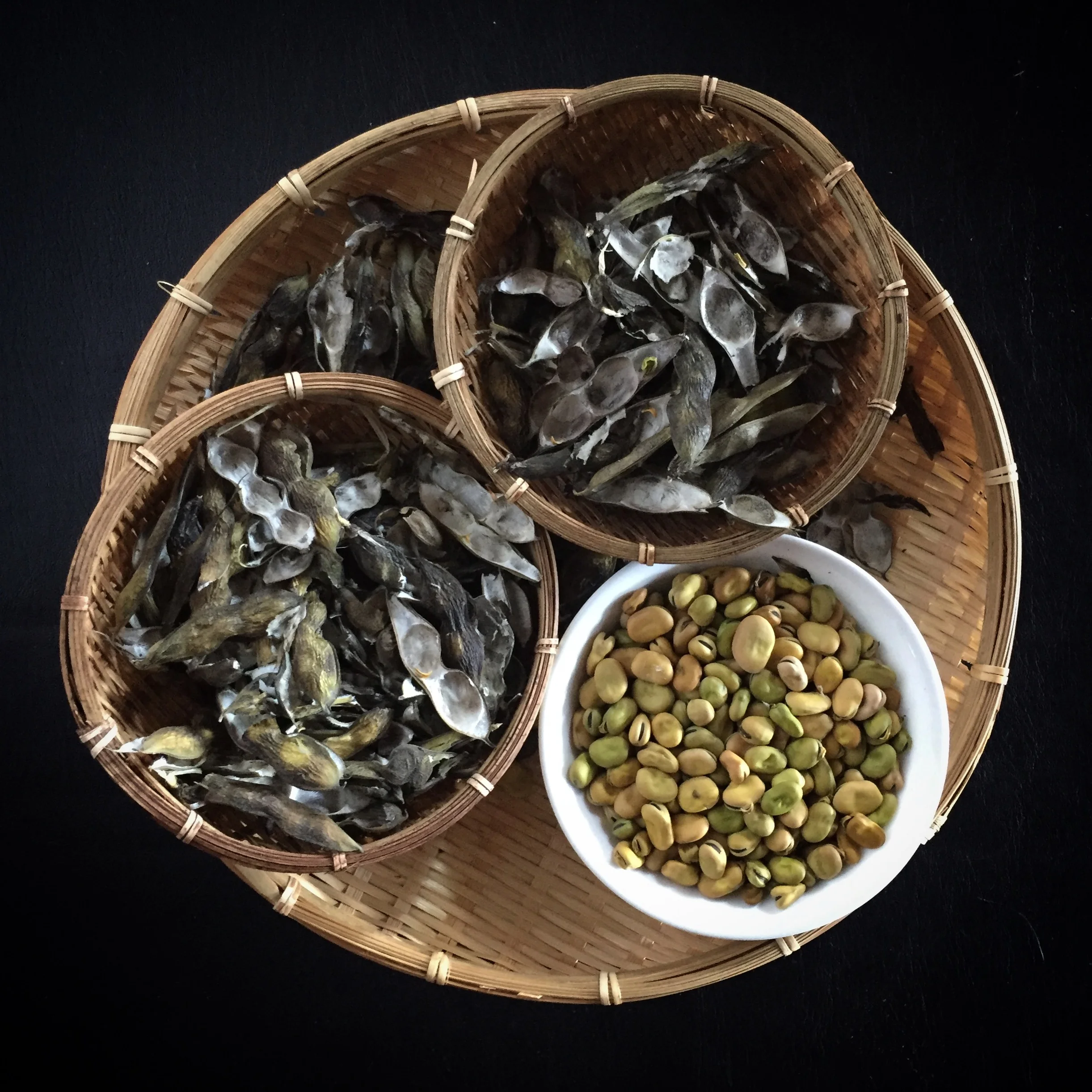 Fava Beans (Vicia Faba)