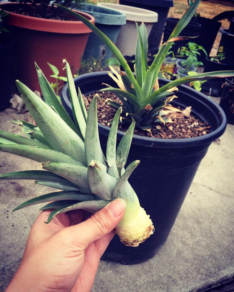 etisk Stjerne Tog How-To: Grow A Pineapple Top From The Grocery Store — Sage Garden Theory