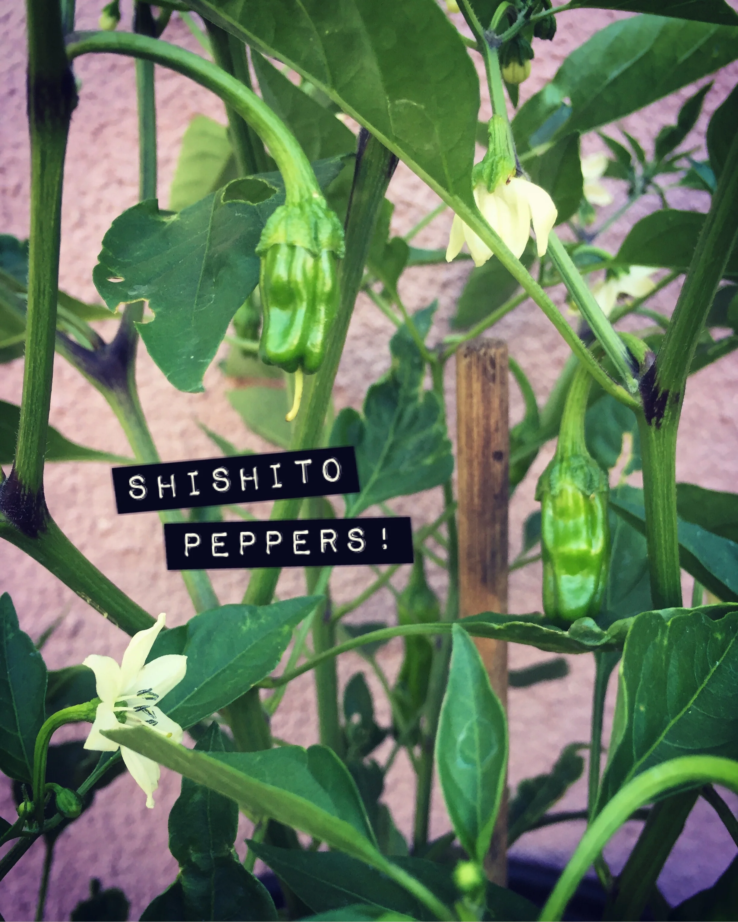 Shishito Peppers, 獅子唐辛子 Shishitōgarashi