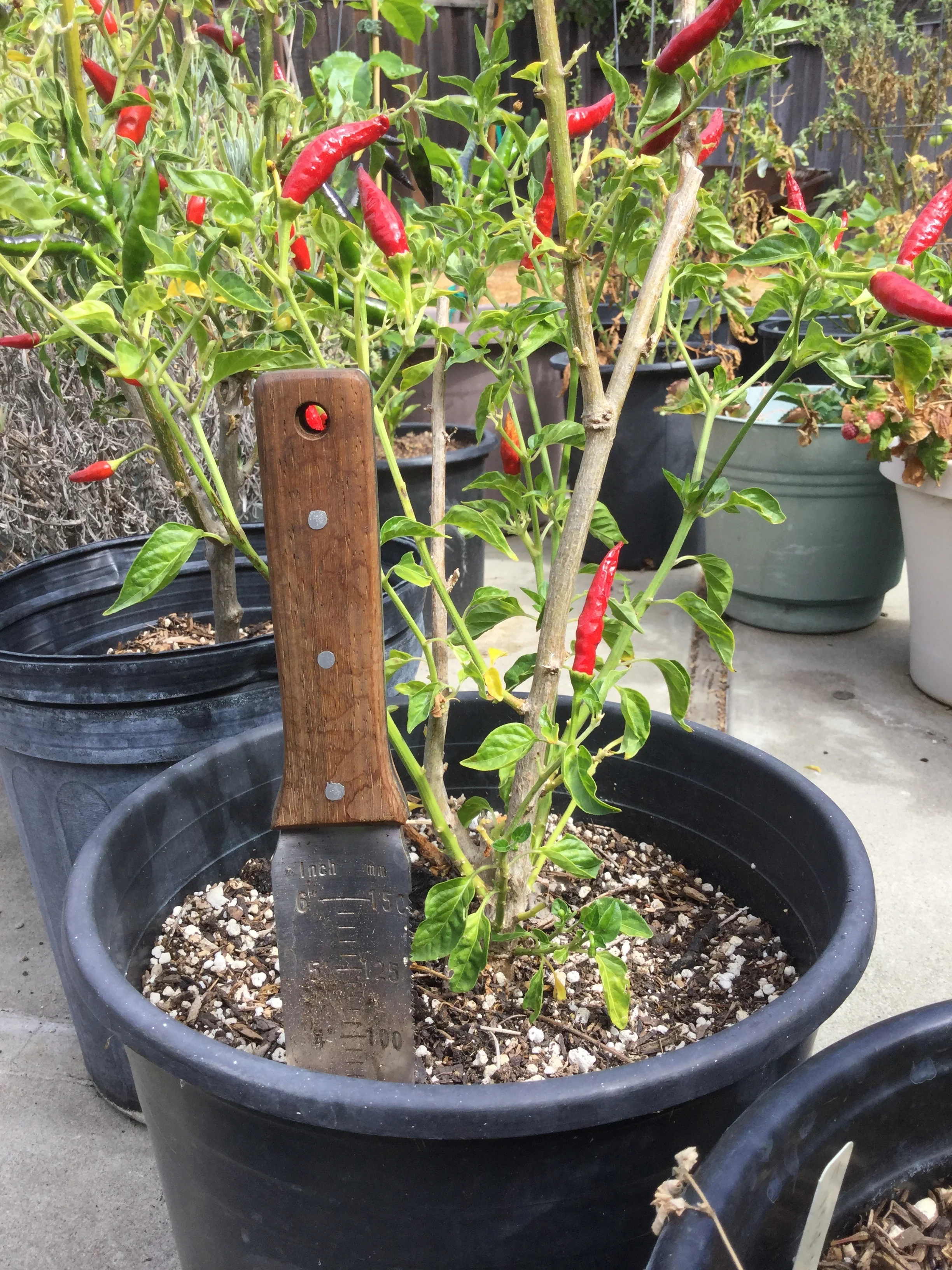 Q & A: What Is Your Favorite Gardening Tool?