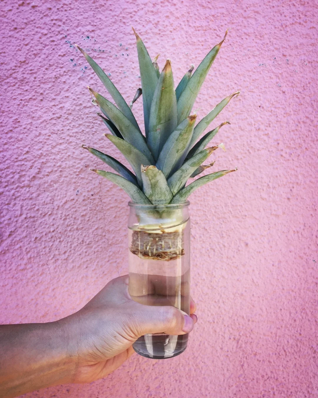 How-To: Grow A Pineapple Top From The Grocery Store