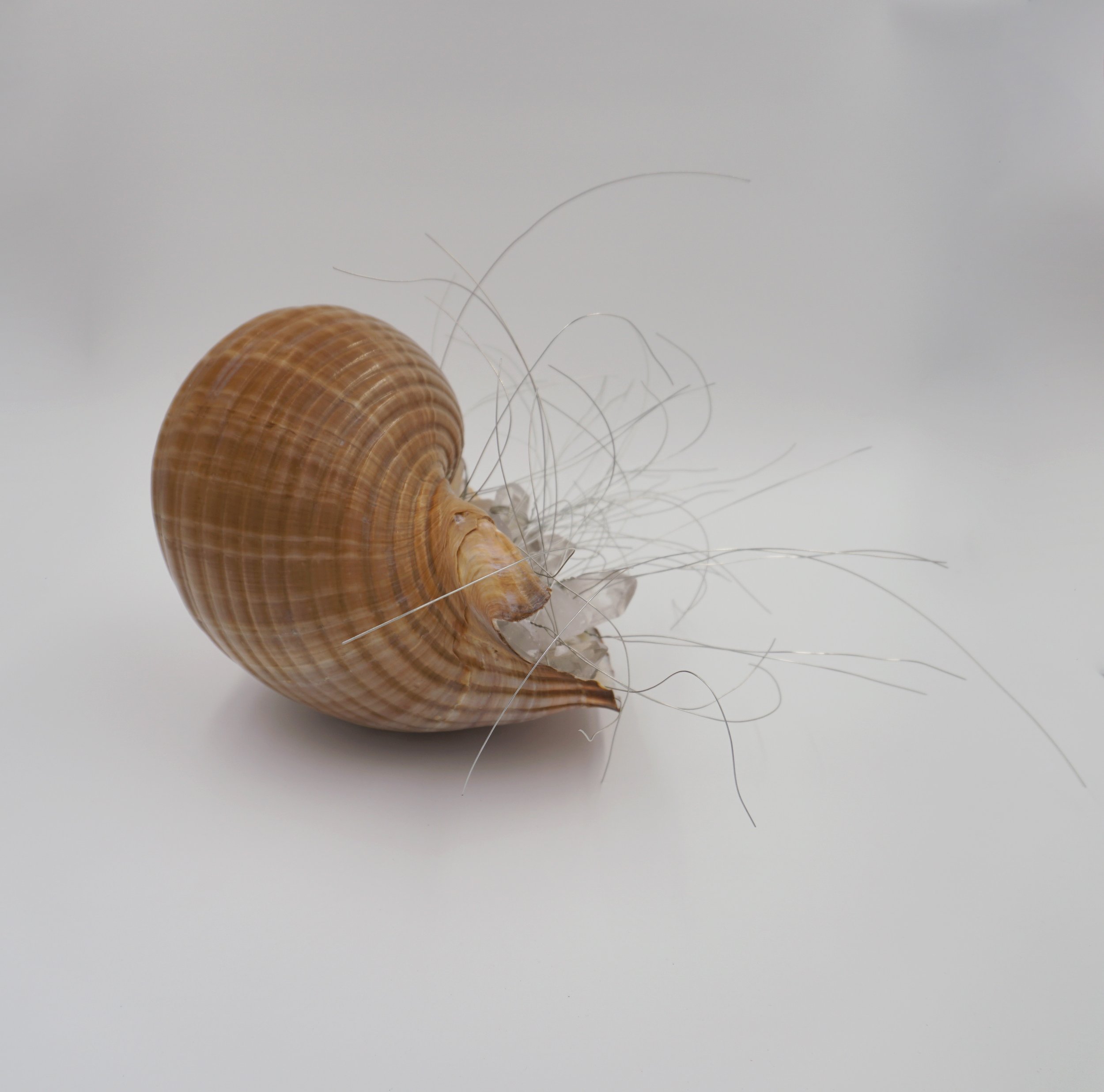  Eigenfrequency, 2024  Seashells, quartz, wire  Sculpture   13” x 13.5” x 10”  