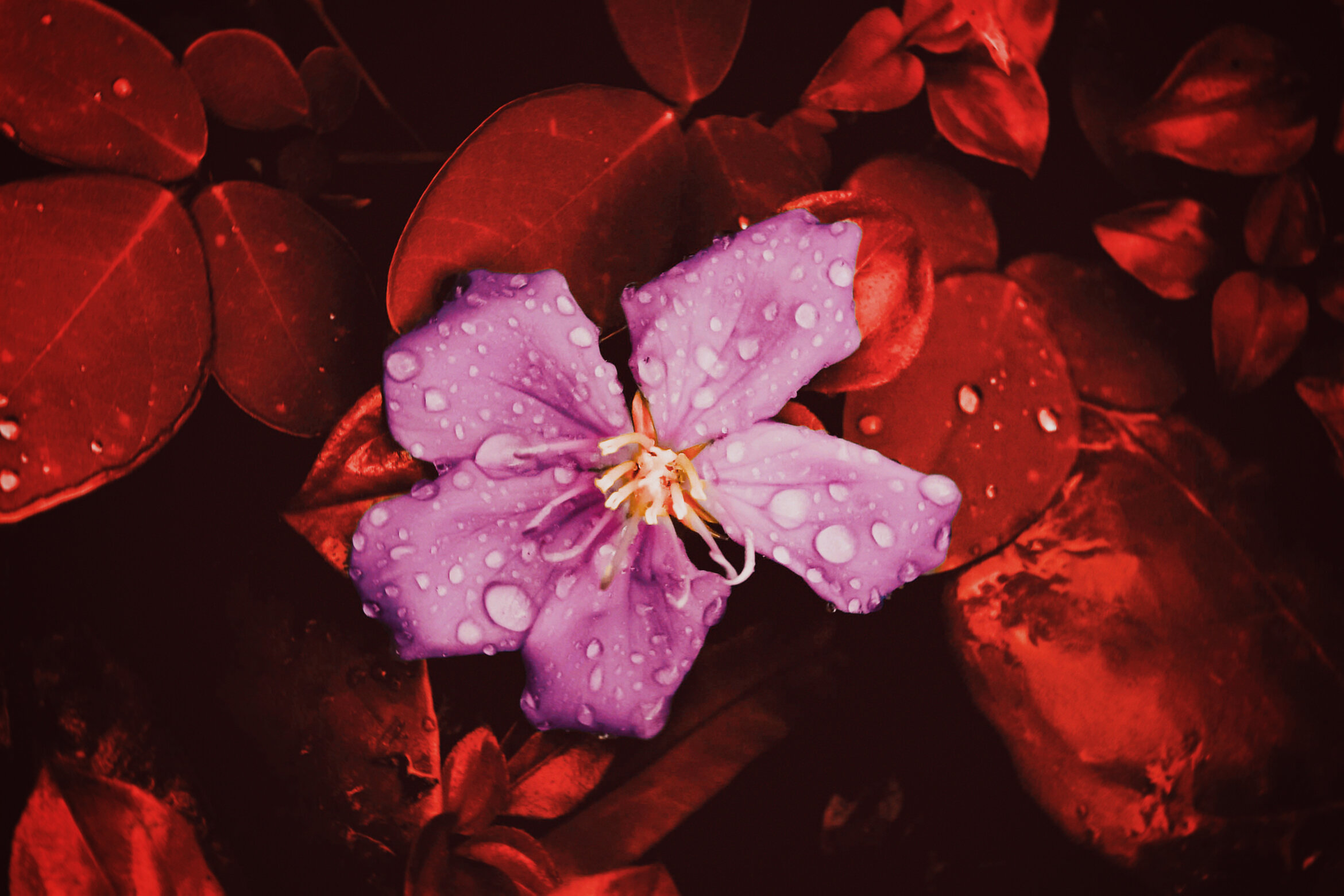 El Yunque Love ( Infrared )