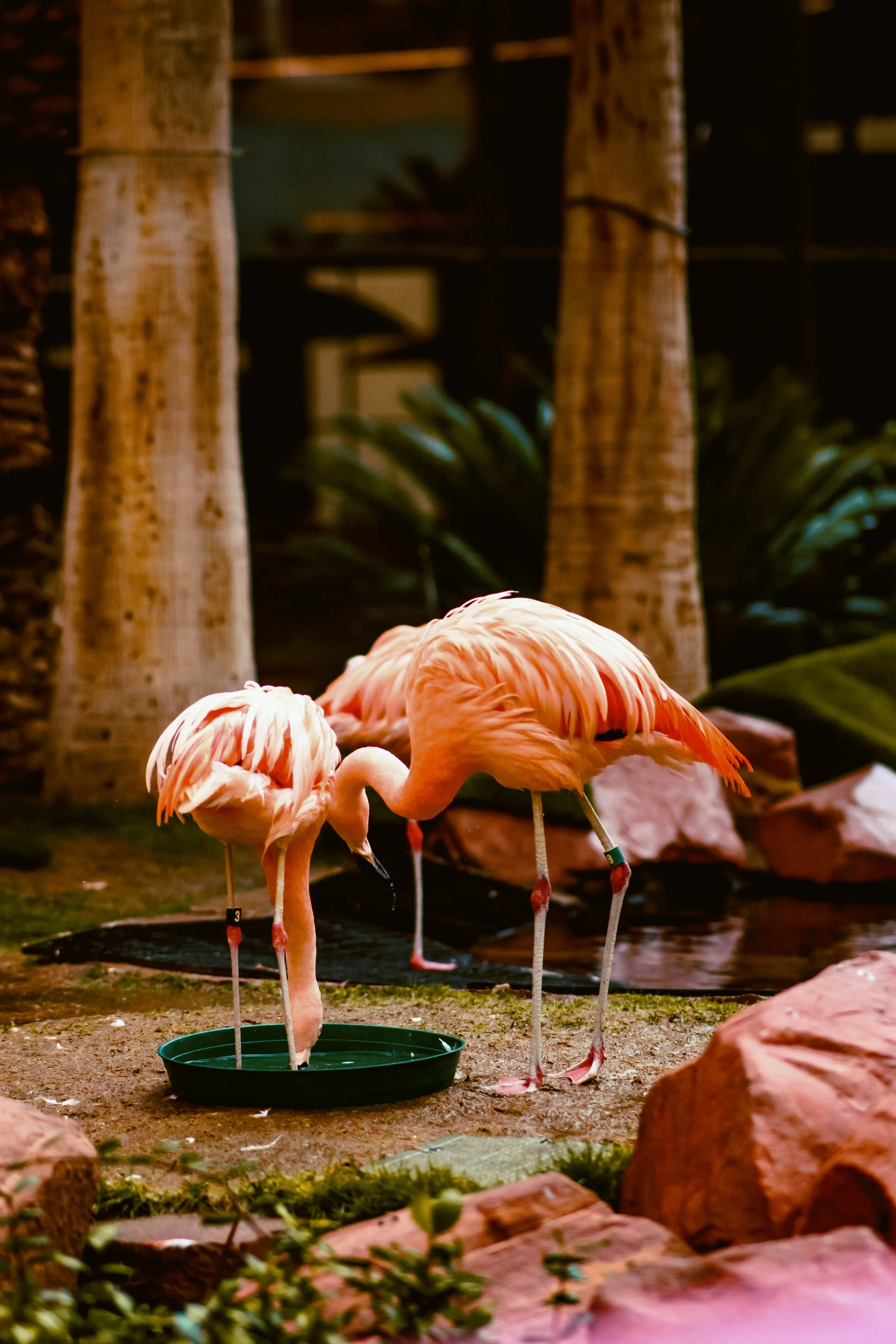 Thirsty Flamingo's
