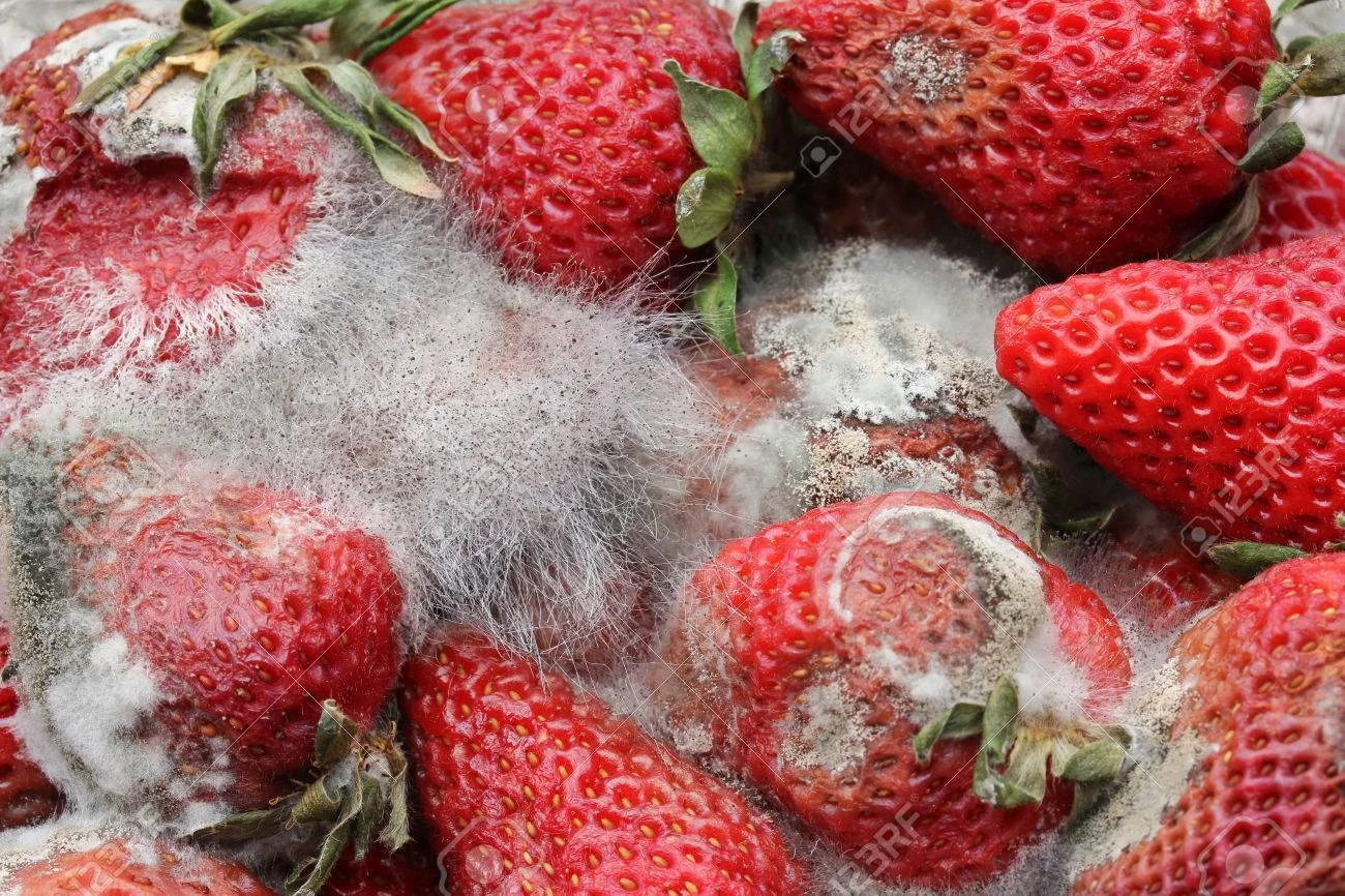29206081-rotting-strawberries.jpg