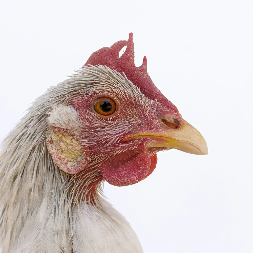 Poultry_002(sm).jpg