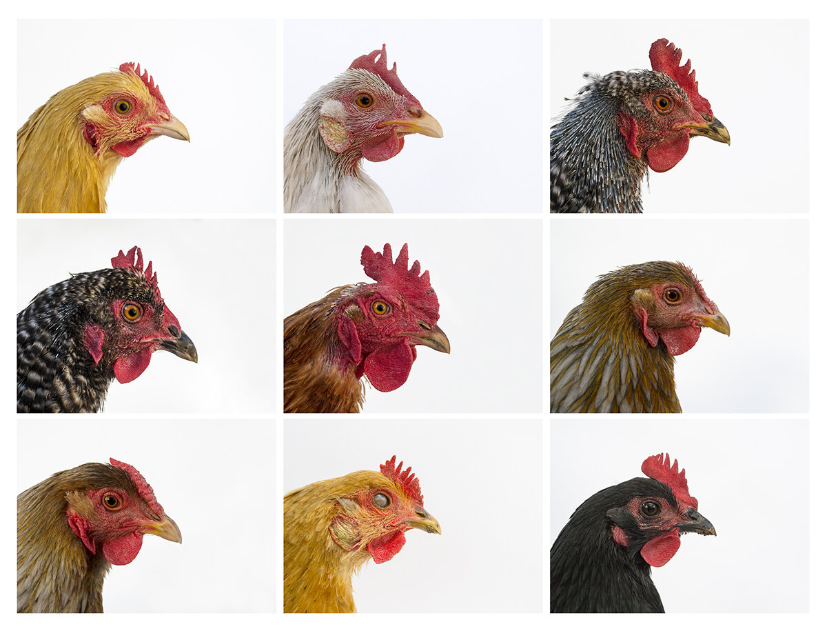   Poultry Grid  