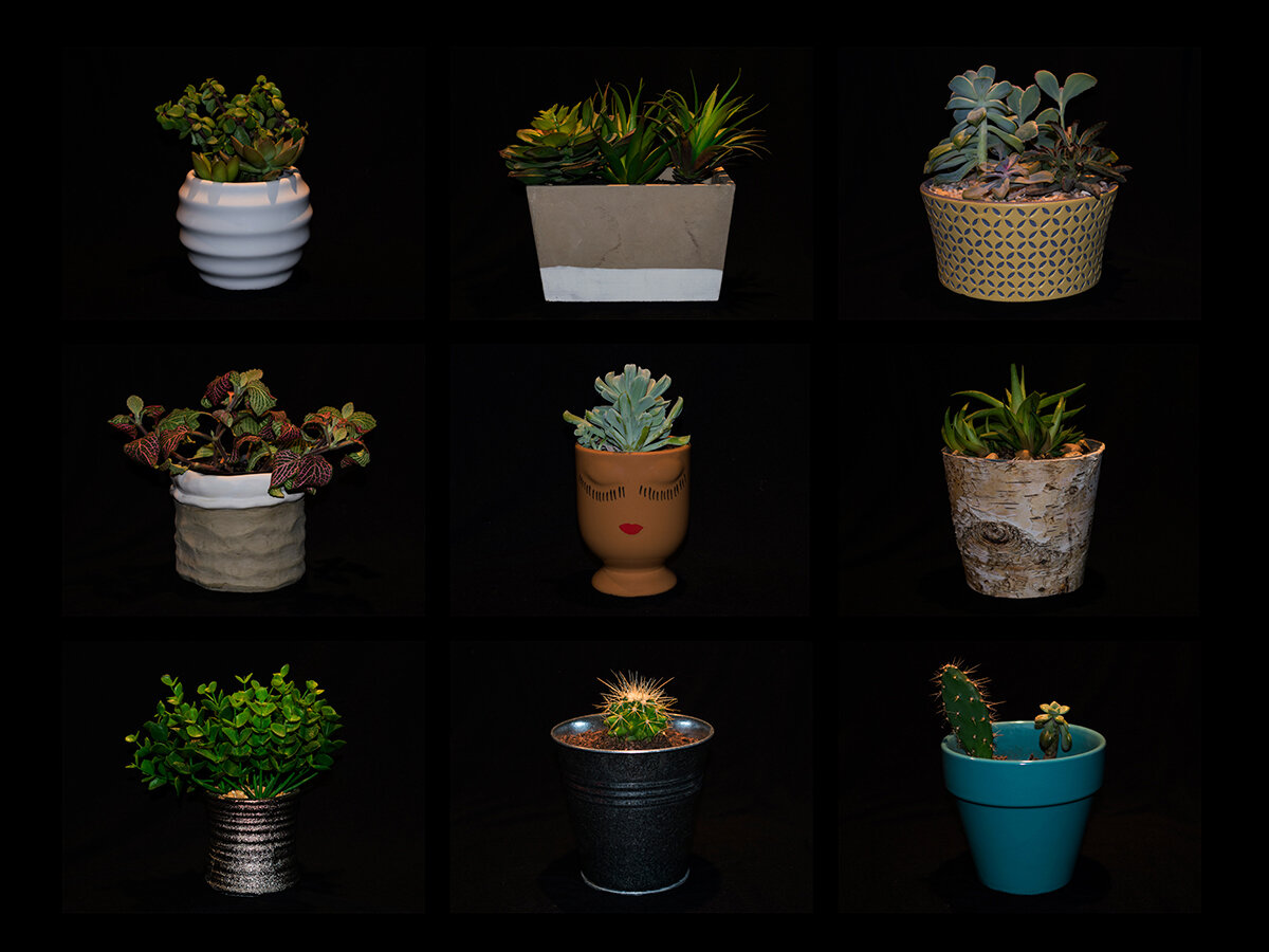   Sarah Keller, ‘Plants’  