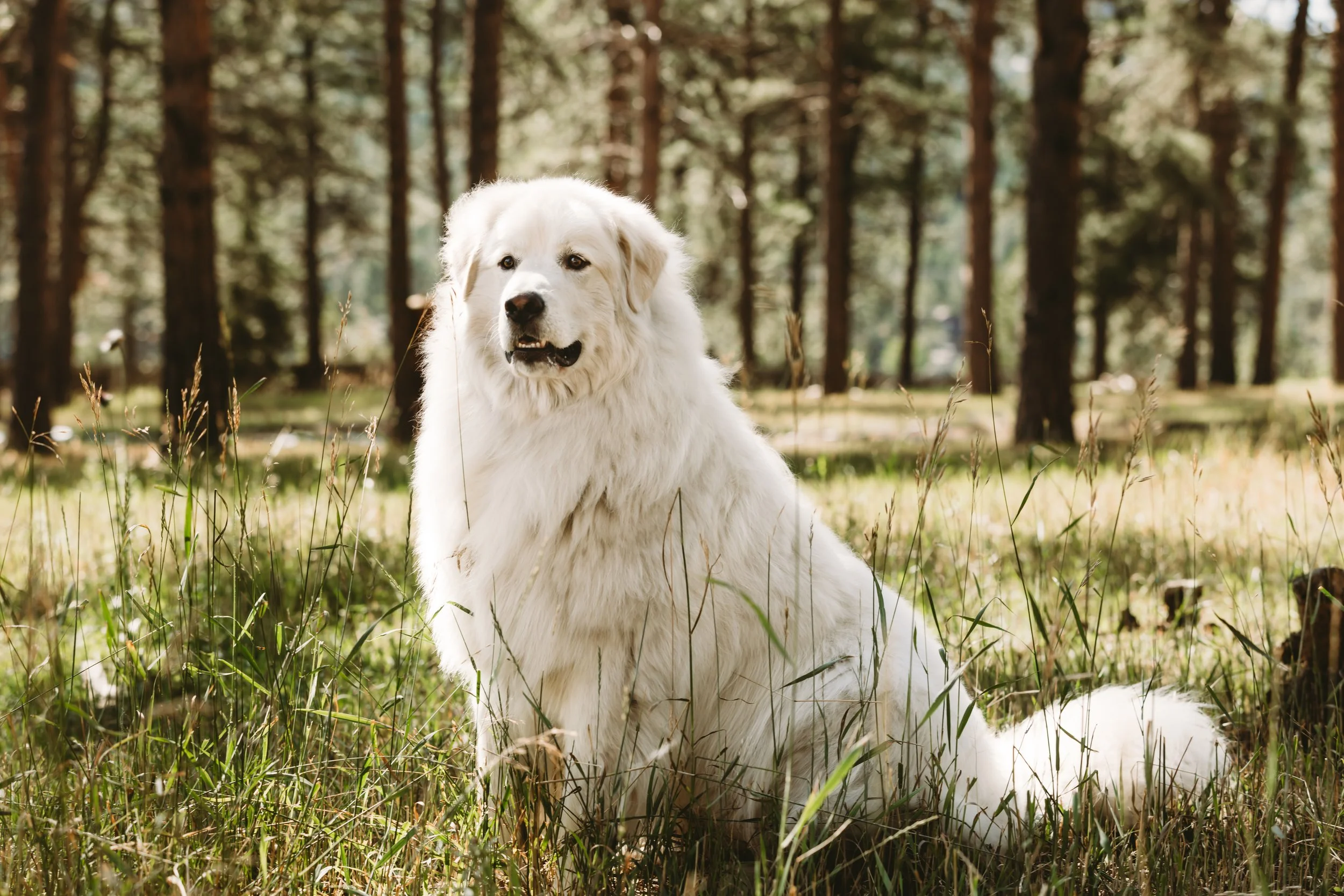 A large white dog, possibly a Great Pyrenees, sitting in a grassy forest clearing with tall trees in the background.