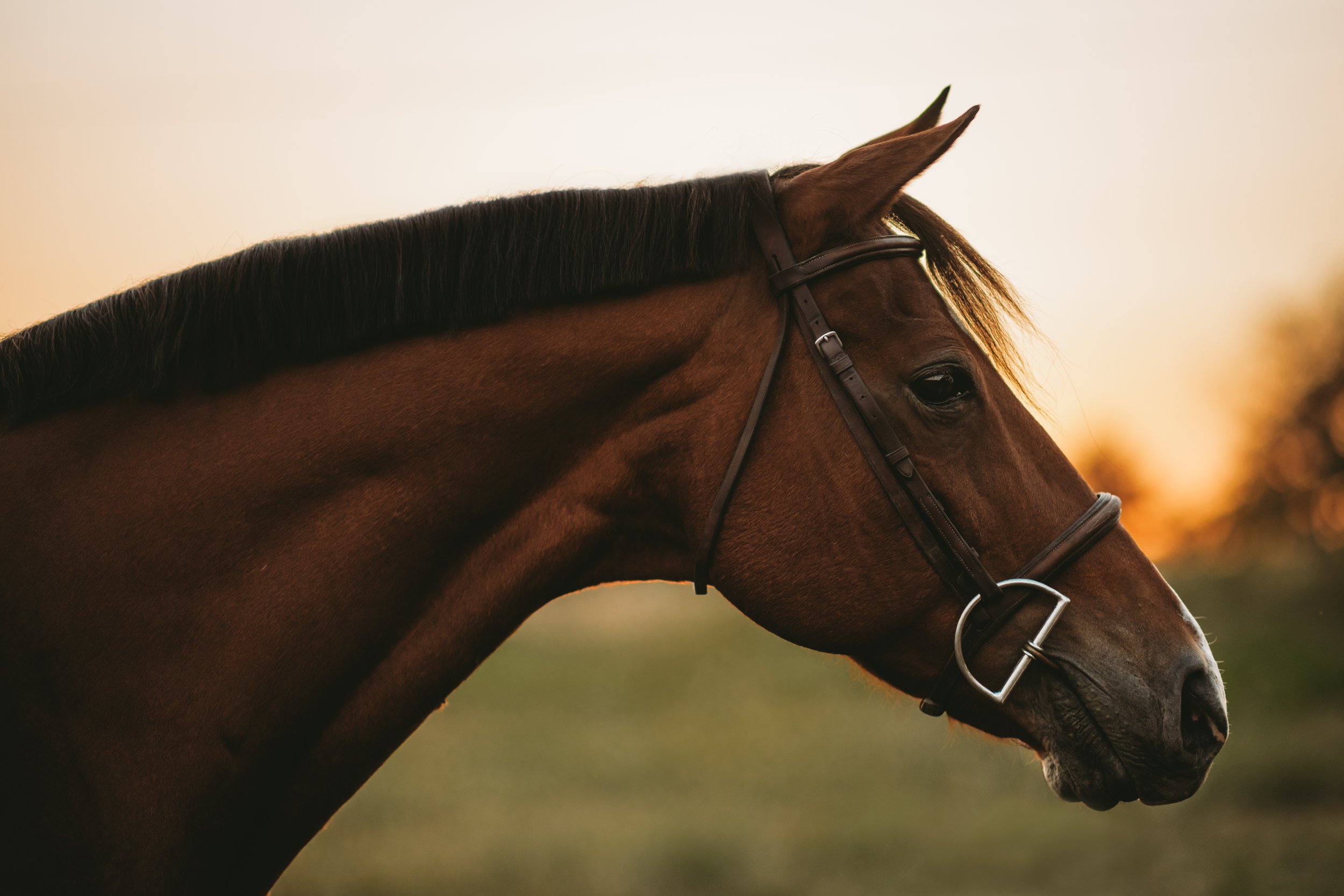 Close-up of a brown horse's head with a black mane, wearing a bridle, against a blurred sunset or sunrise background.