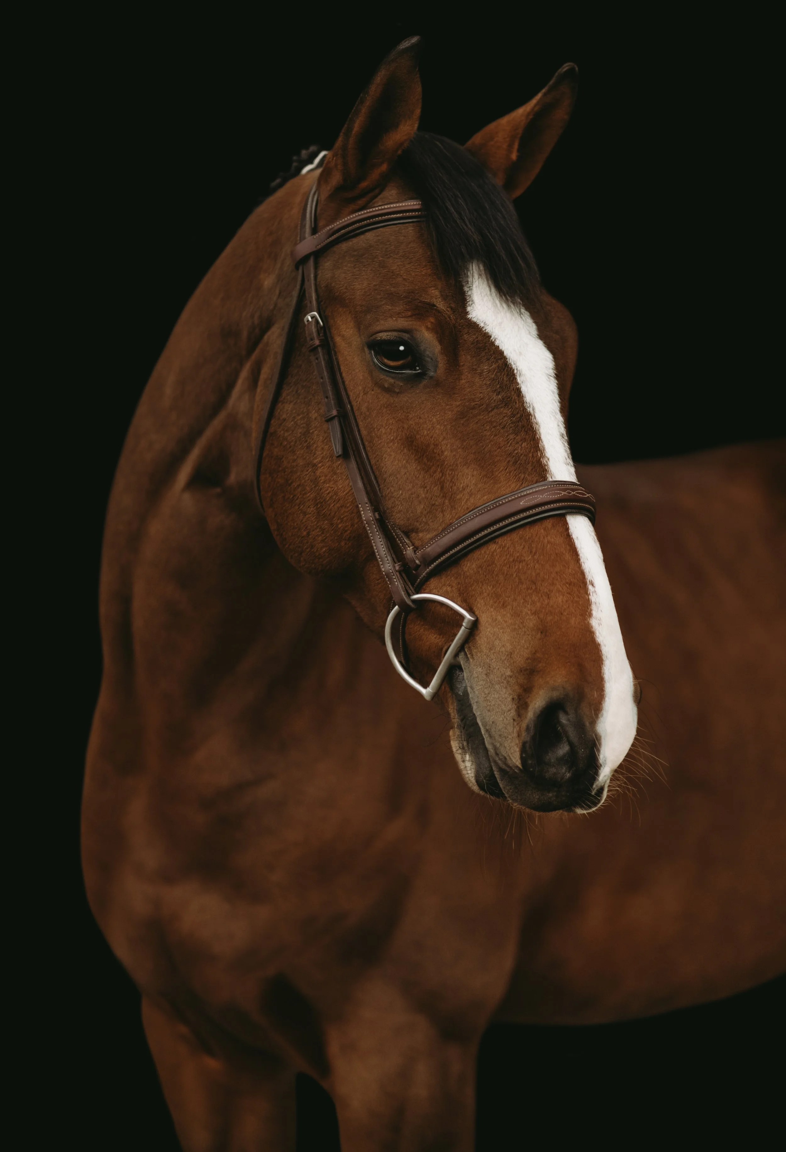 Close-up of a brown horse with a white blaze on its face, wearing a bridle against a black background.