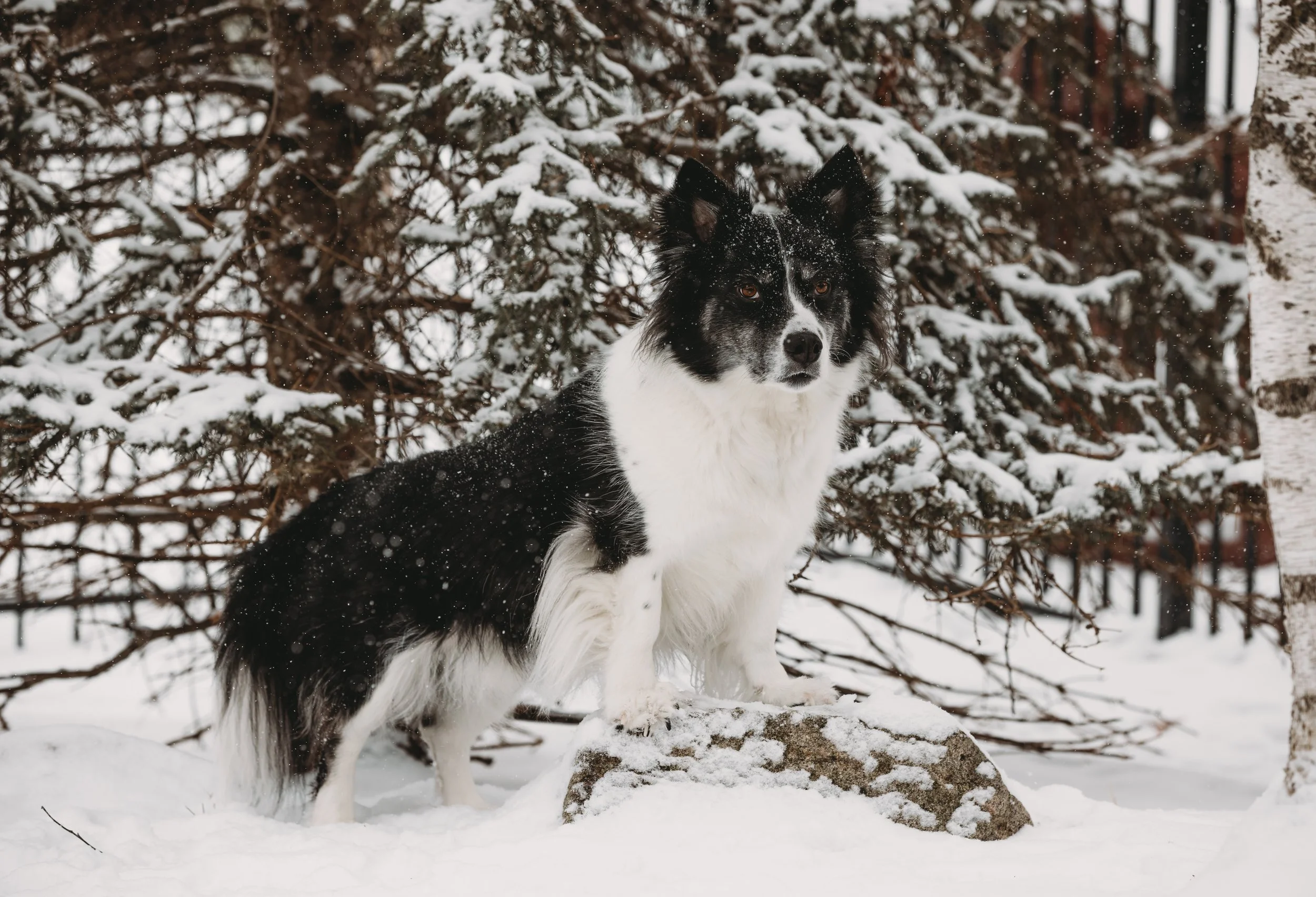 A black and white dog standing in a snowy outdoor setting with snow-covered trees in the background.