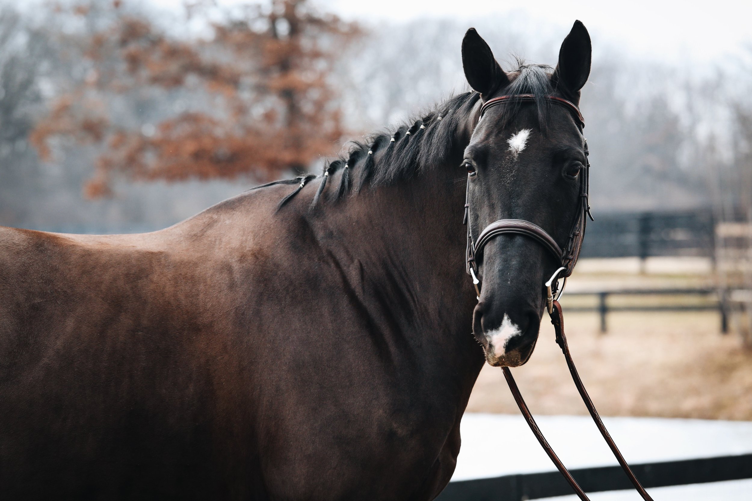 A close-up of a dark brown horse with a white star on its forehead, wearing a bridle, standing outdoors on a winter day with blurred trees in the background.