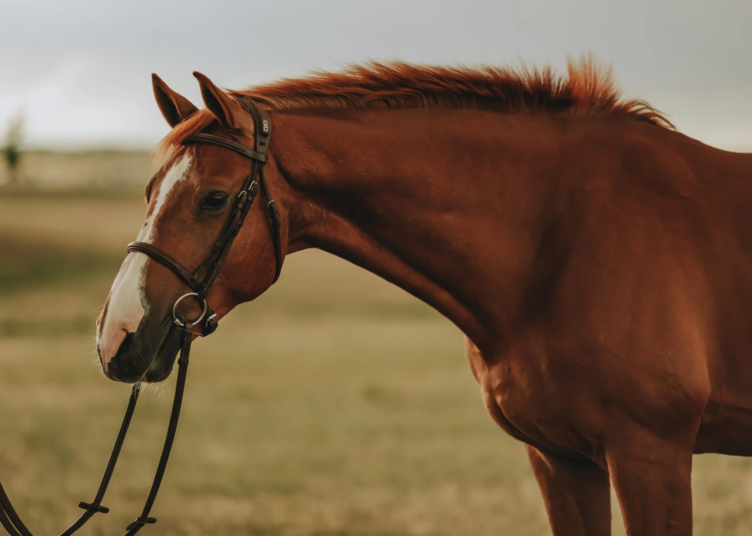 A chestnut horse with a white face markings, wearing a bridle with reins, standing outdoors in a field.