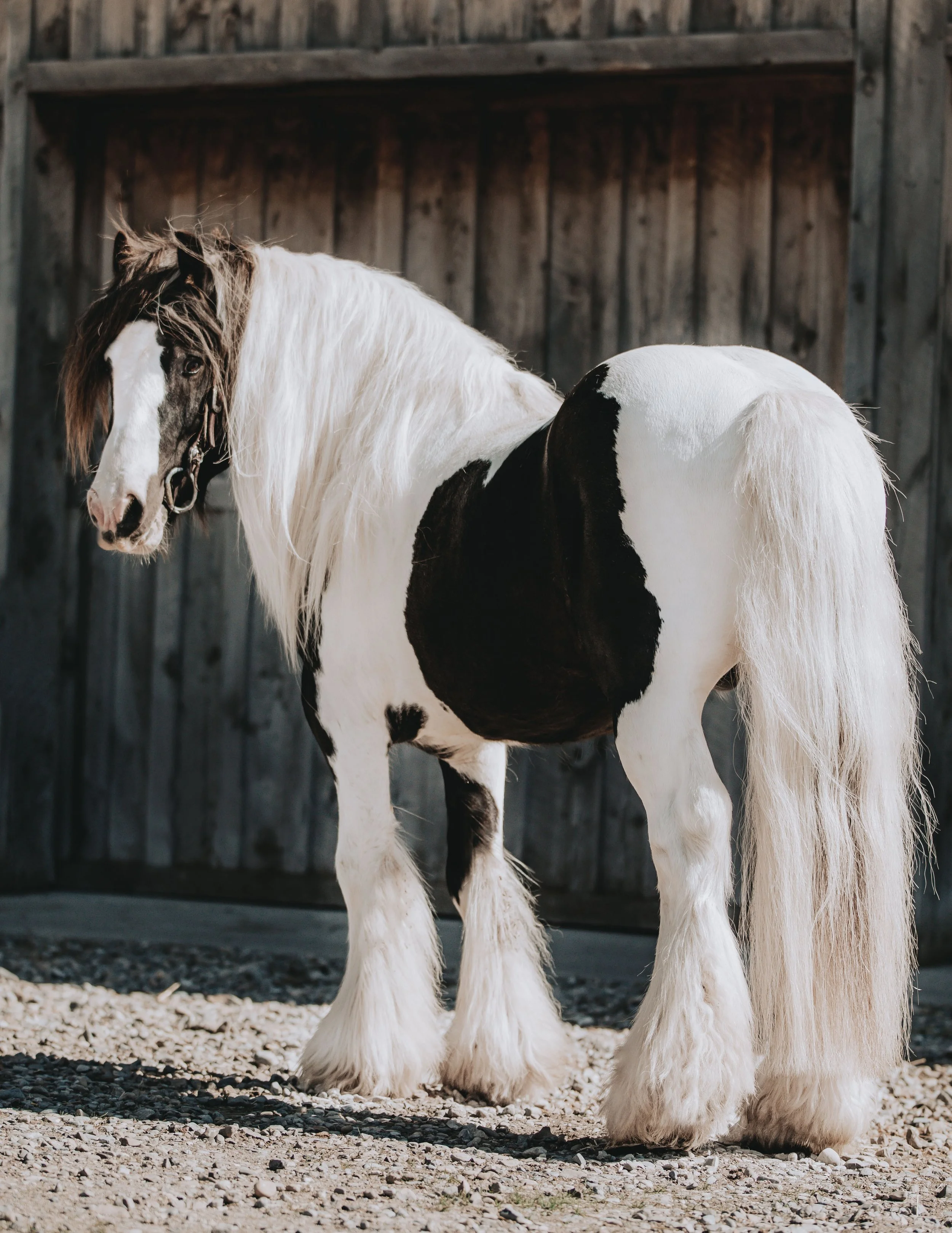 A black and white horse standing outdoors in front of a wooden fence, with gravel on the ground.