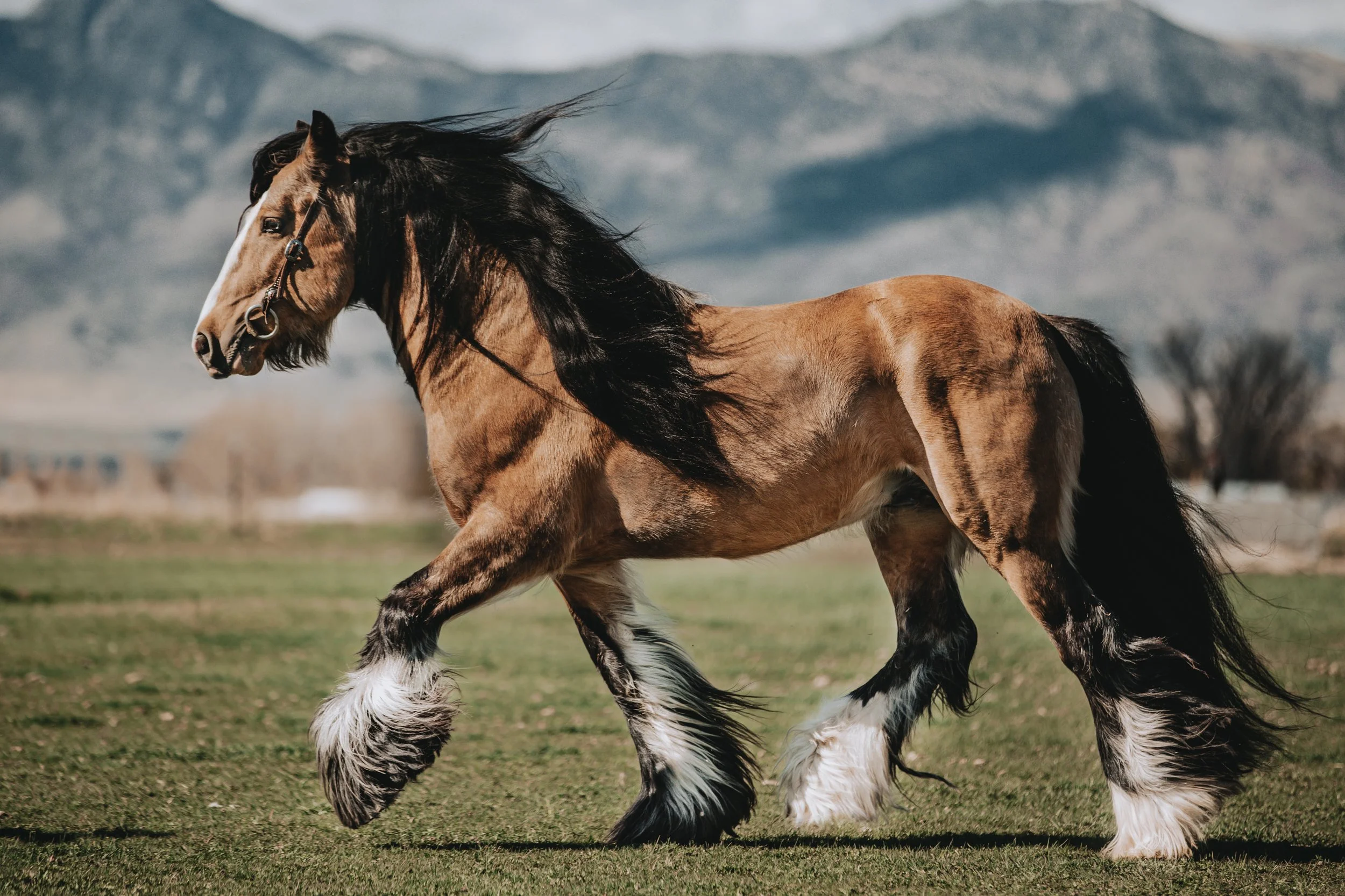 A brown horse with a black mane running on grass with mountains in the background.