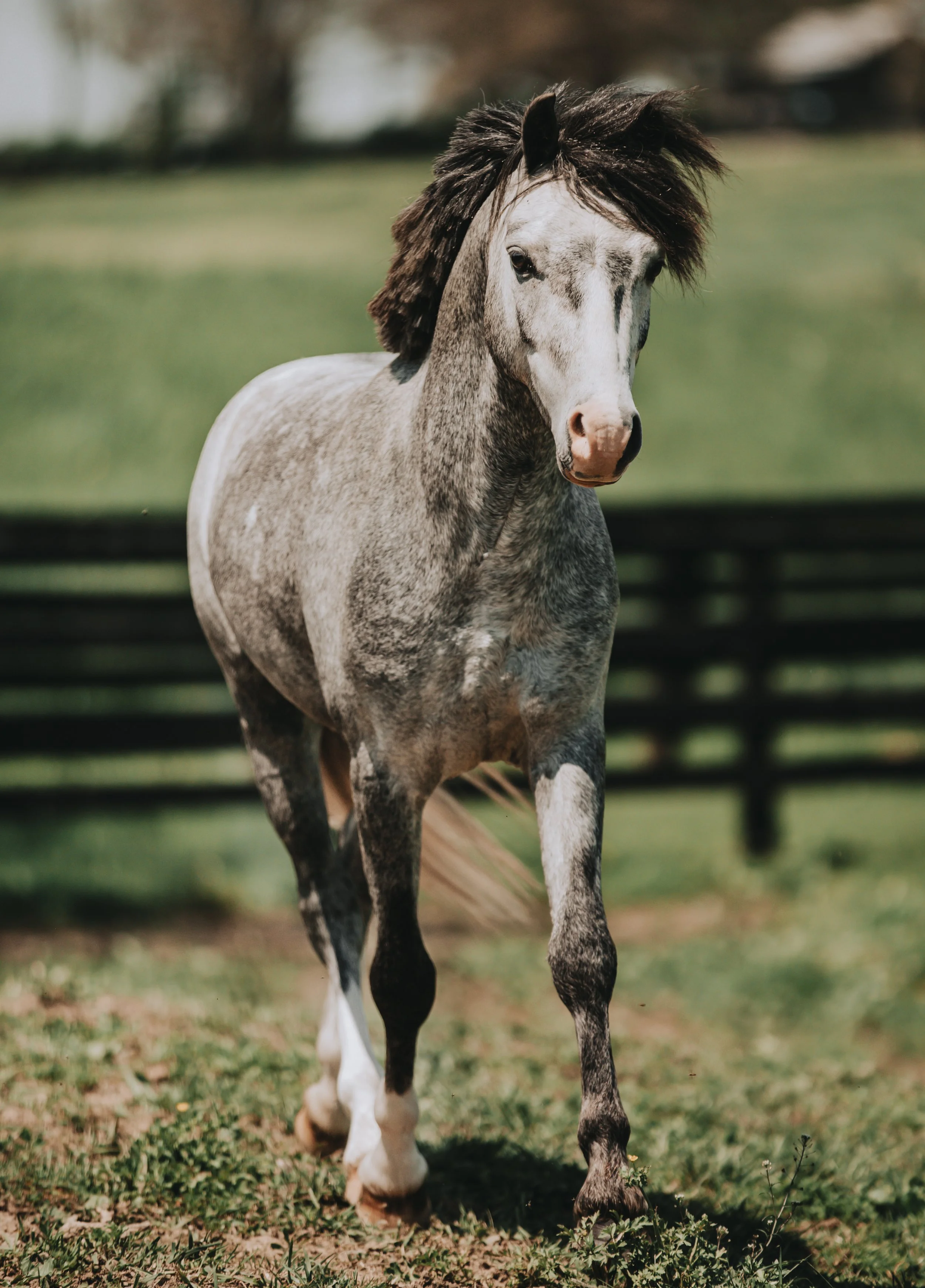 Equine Portrait Grey Pony Stallion
