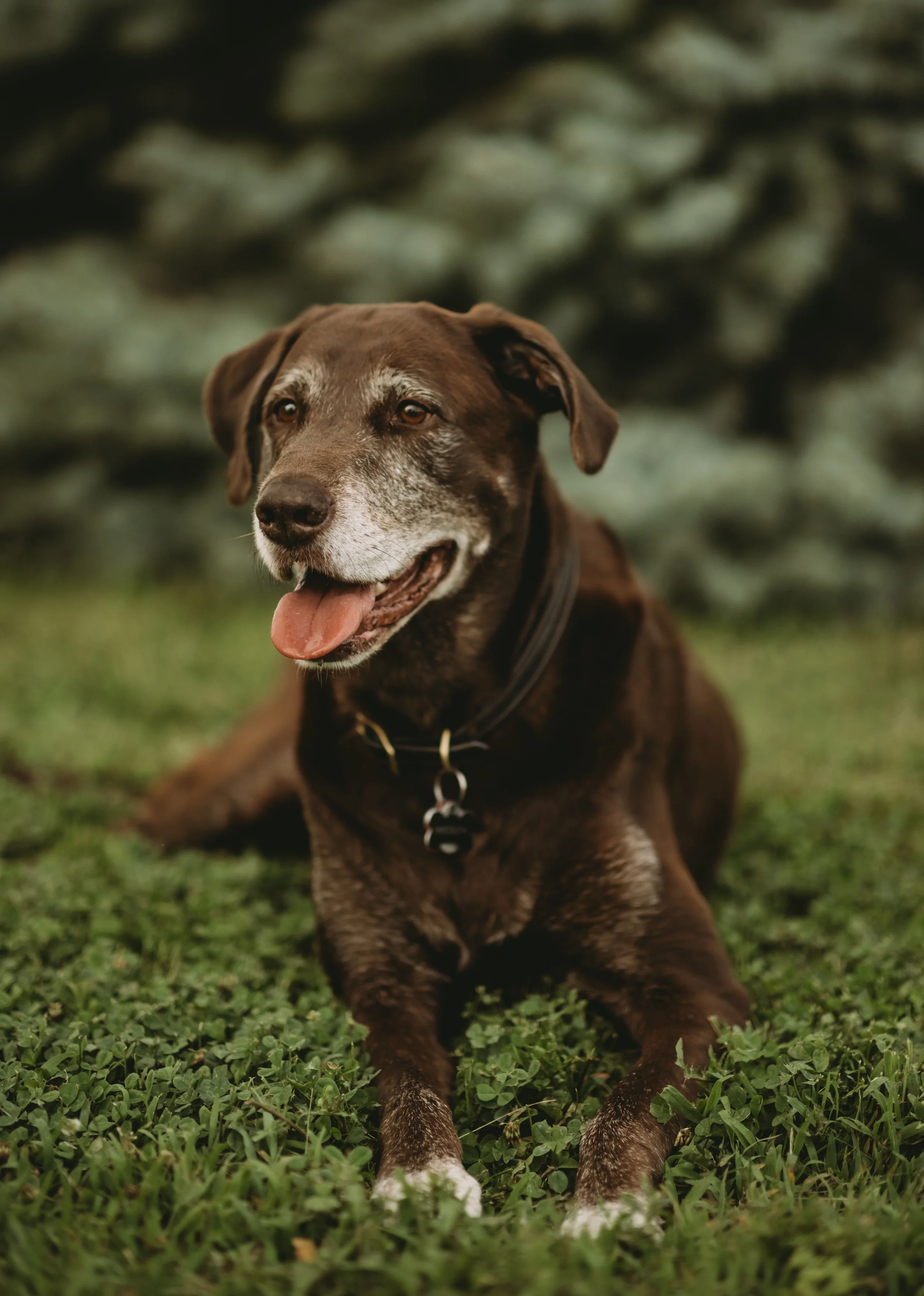 A brown dog with white markings on its face and paws lying on green grass, looking happy with its tongue out, in a natural outdoor setting.