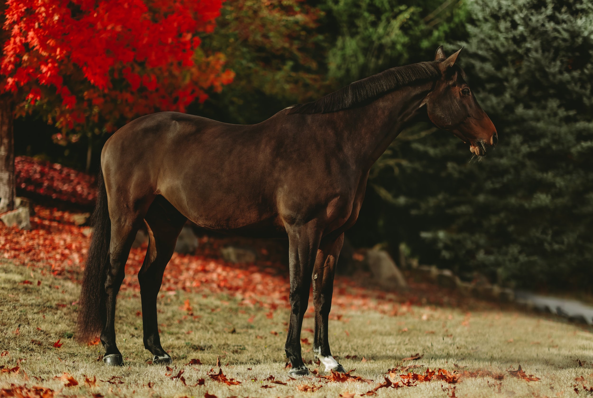 A dark brown horse with black mane and tail standing on grass in front of fall foliage with red and green leaves.