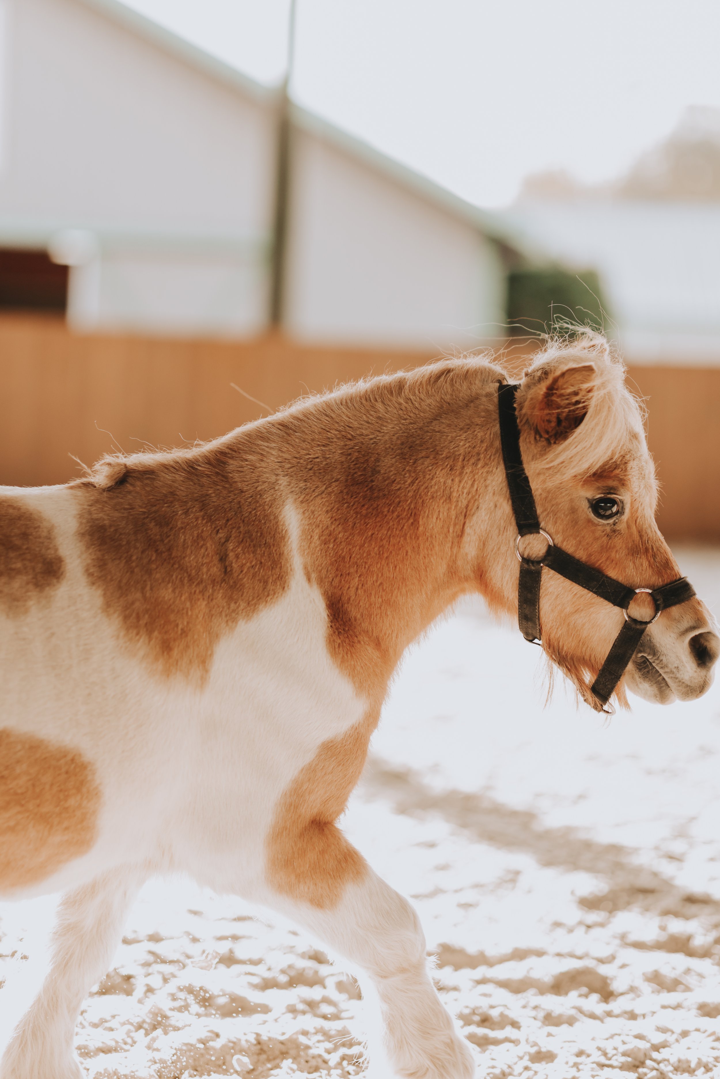 A young pony with a brown and white coat, wearing a black halter, standing on snow-covered ground with a blurred background of a barn or stable.